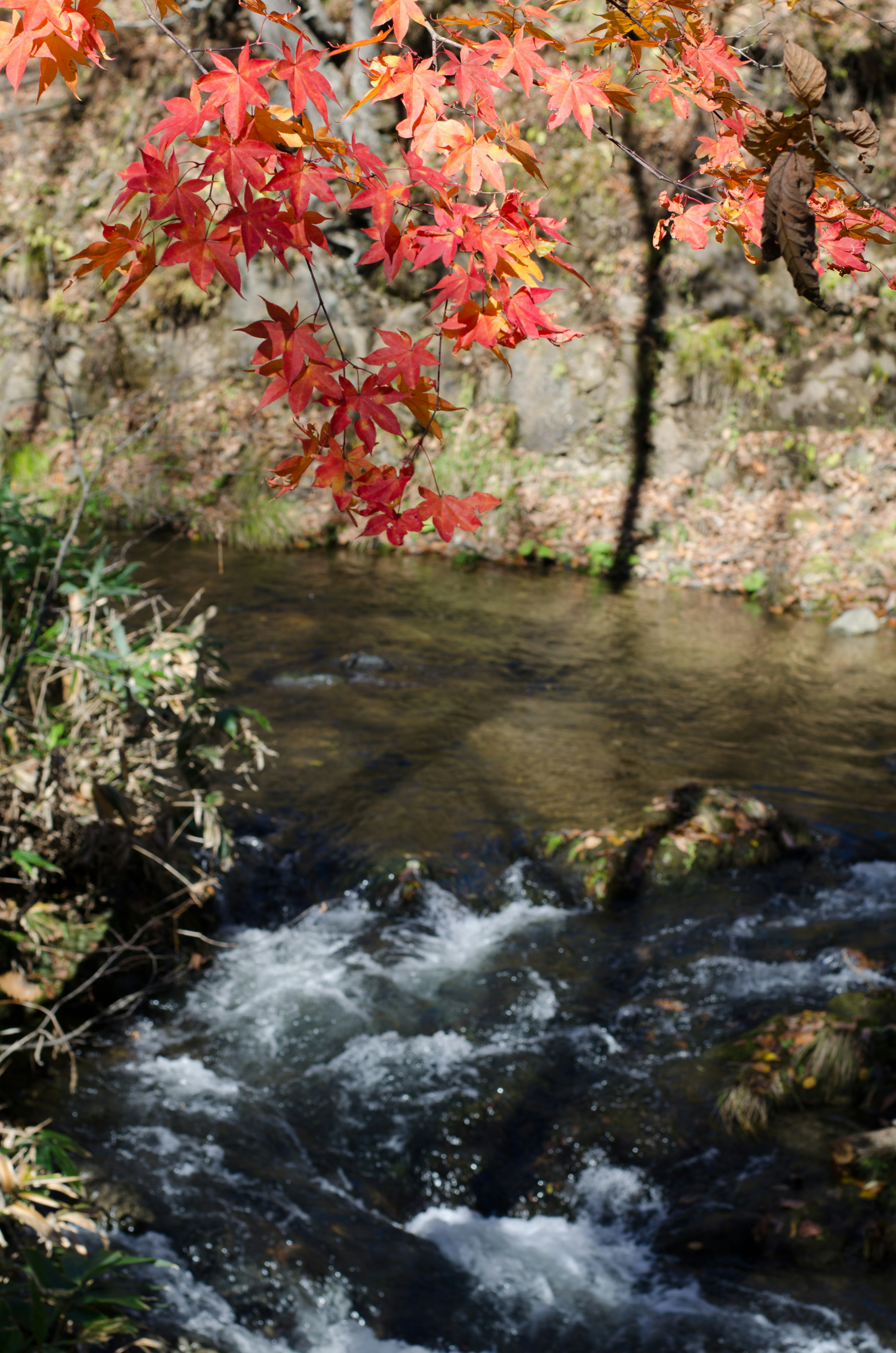 Un ruisseau avec des feuilles rouges suspendues au-dessus de l'eau