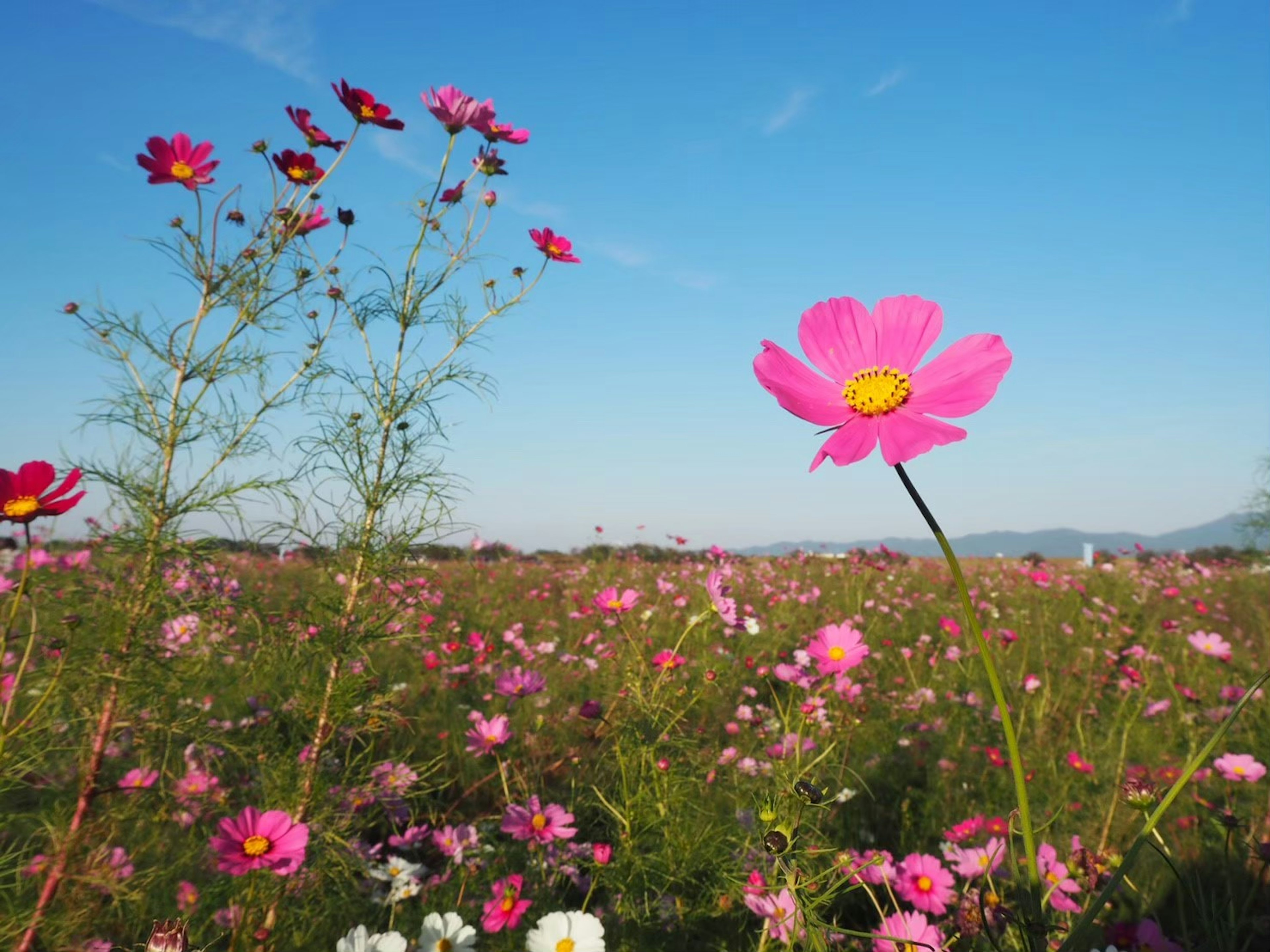 Fleurs de cosmos roses fleurissant sous un ciel bleu