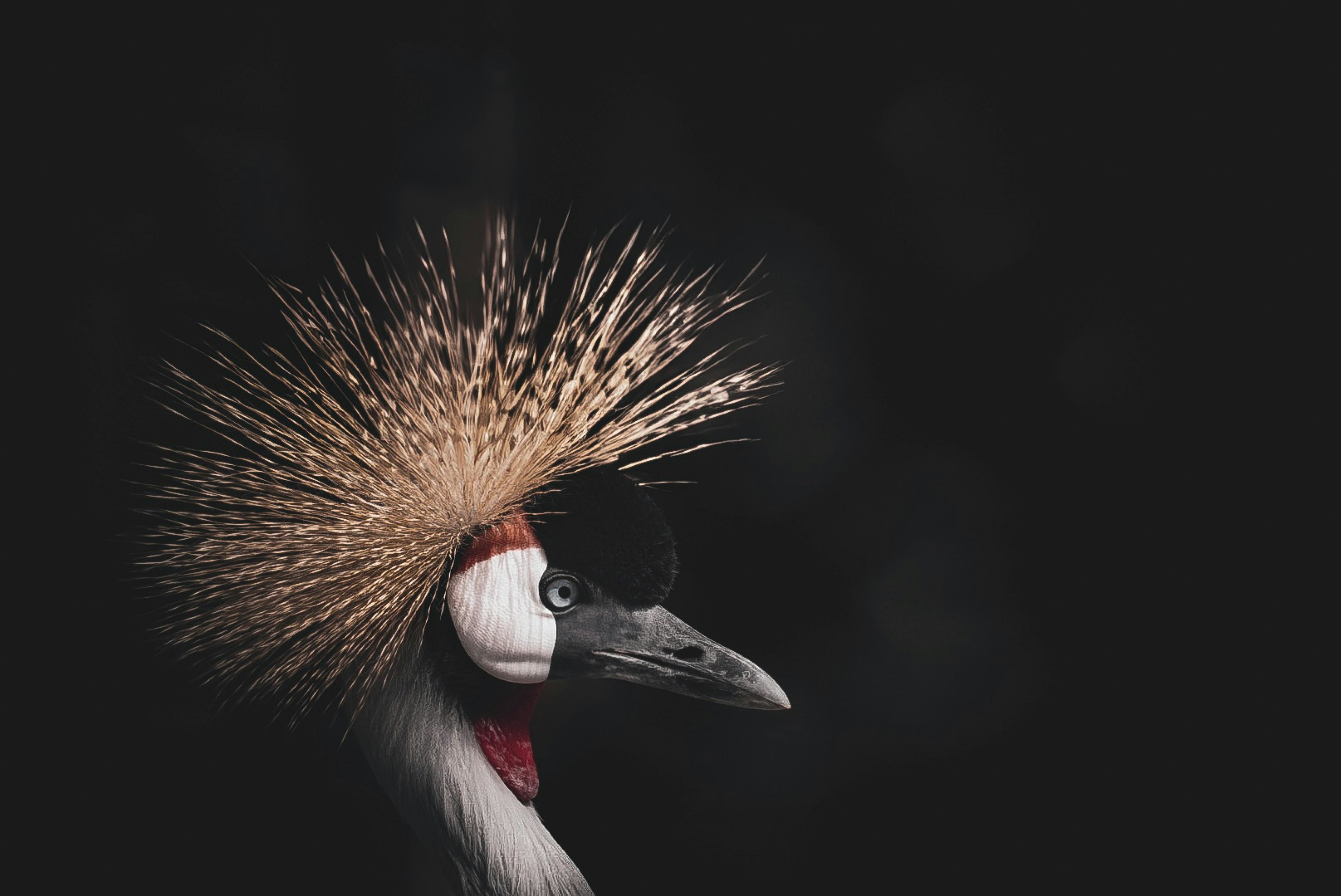 Profil d'un bel oiseau avec des plumes en couronne sur fond noir