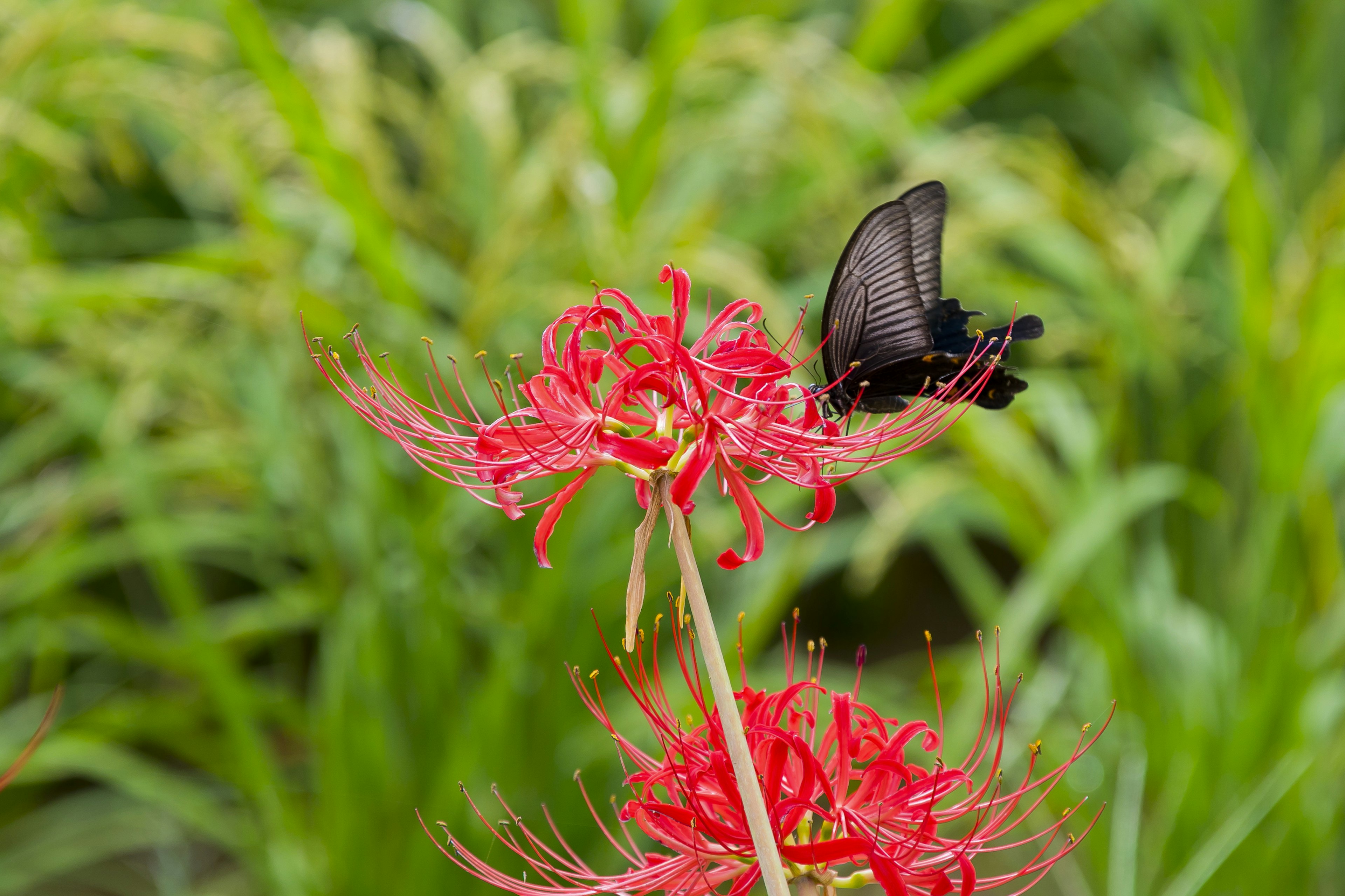 Ein schwarzer Schmetterling sitzt auf leuchtend roten Blumen