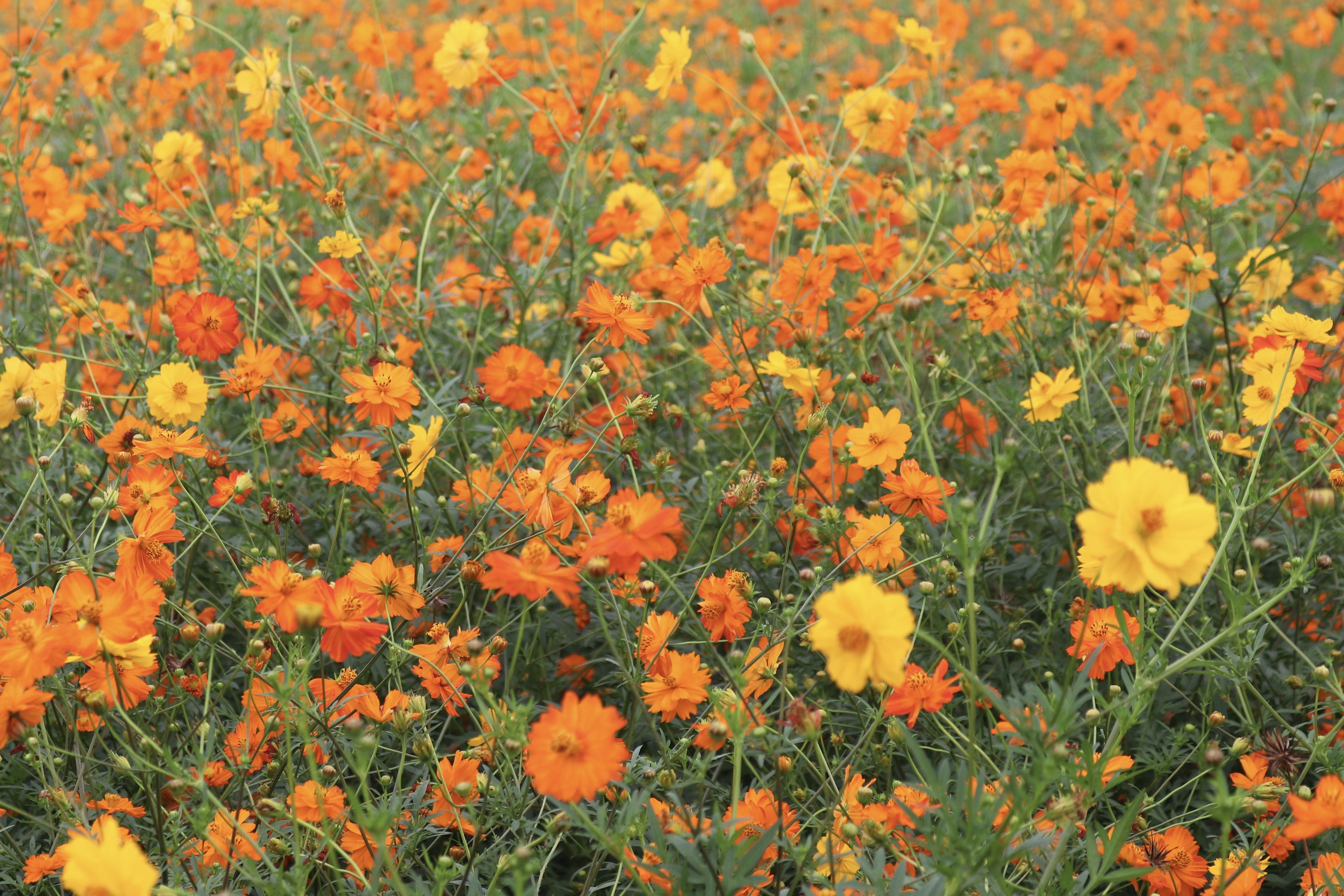 Champ vaste de fleurs orange et jaunes vibrantes