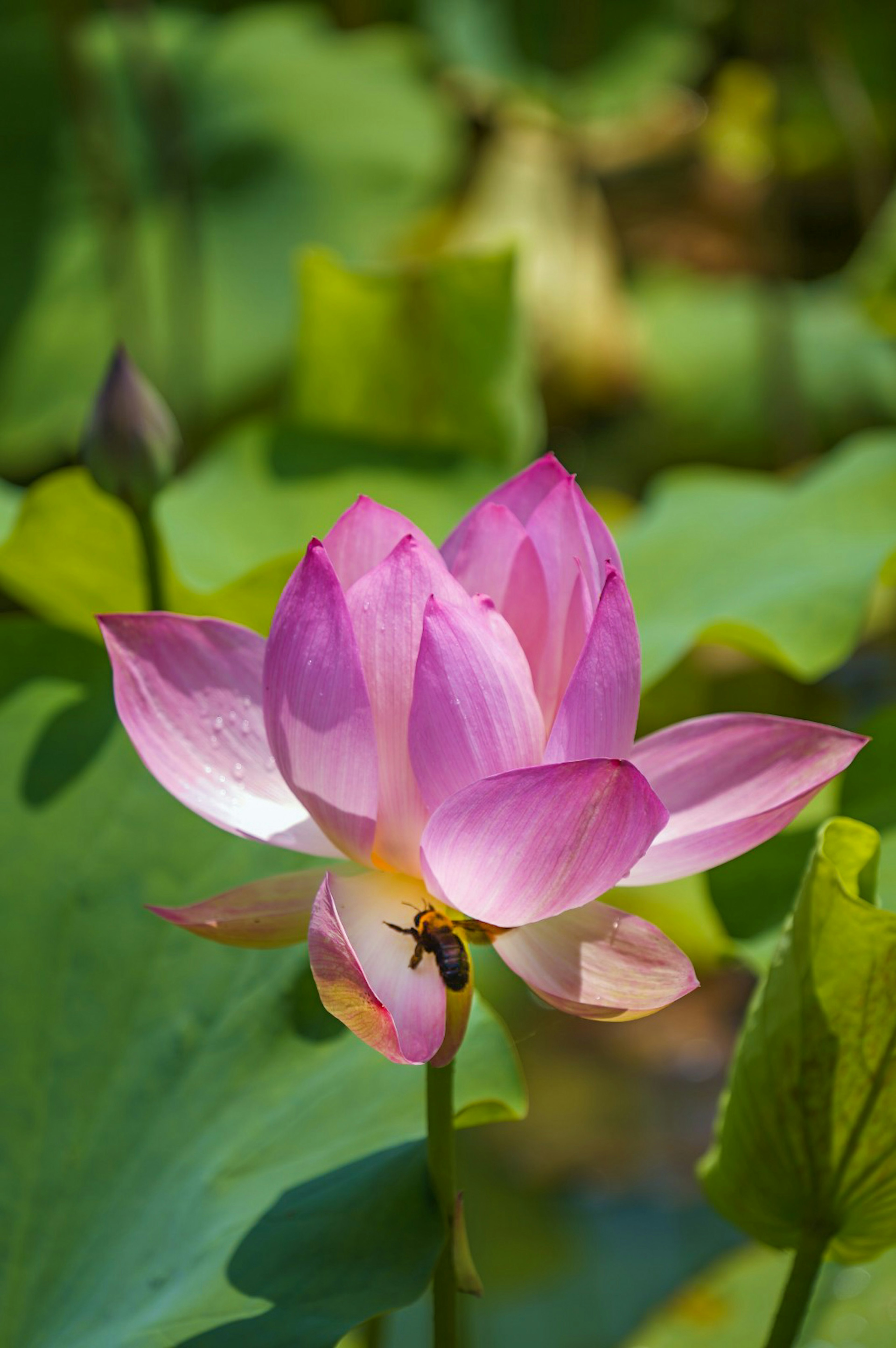 A beautiful pink lotus flower surrounded by green leaves