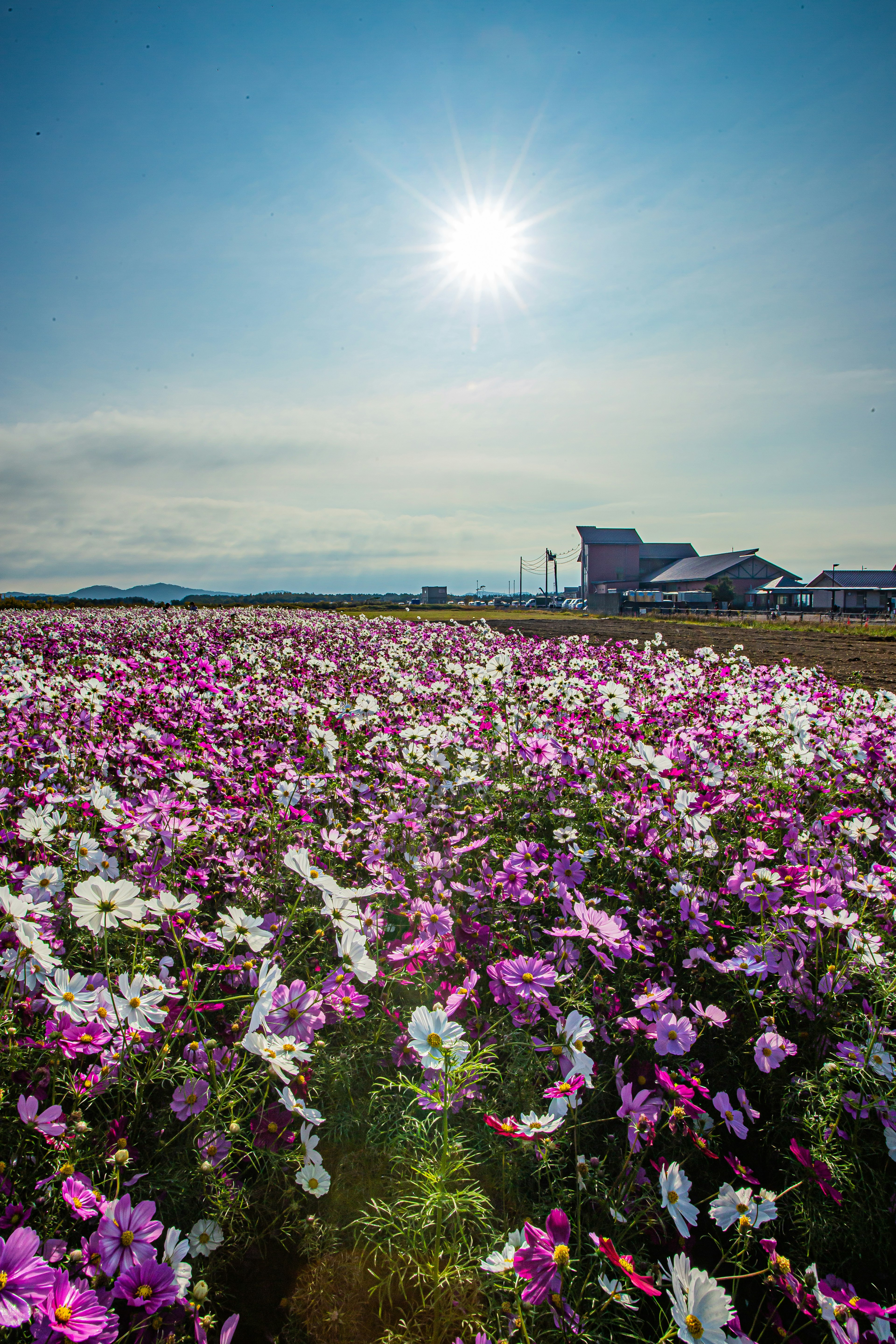 ภูมิทัศน์กว้างขวางของดอกไม้สีม่วงและสีขาวใต้ท้องฟ้าสีฟ้าแจ่มใส