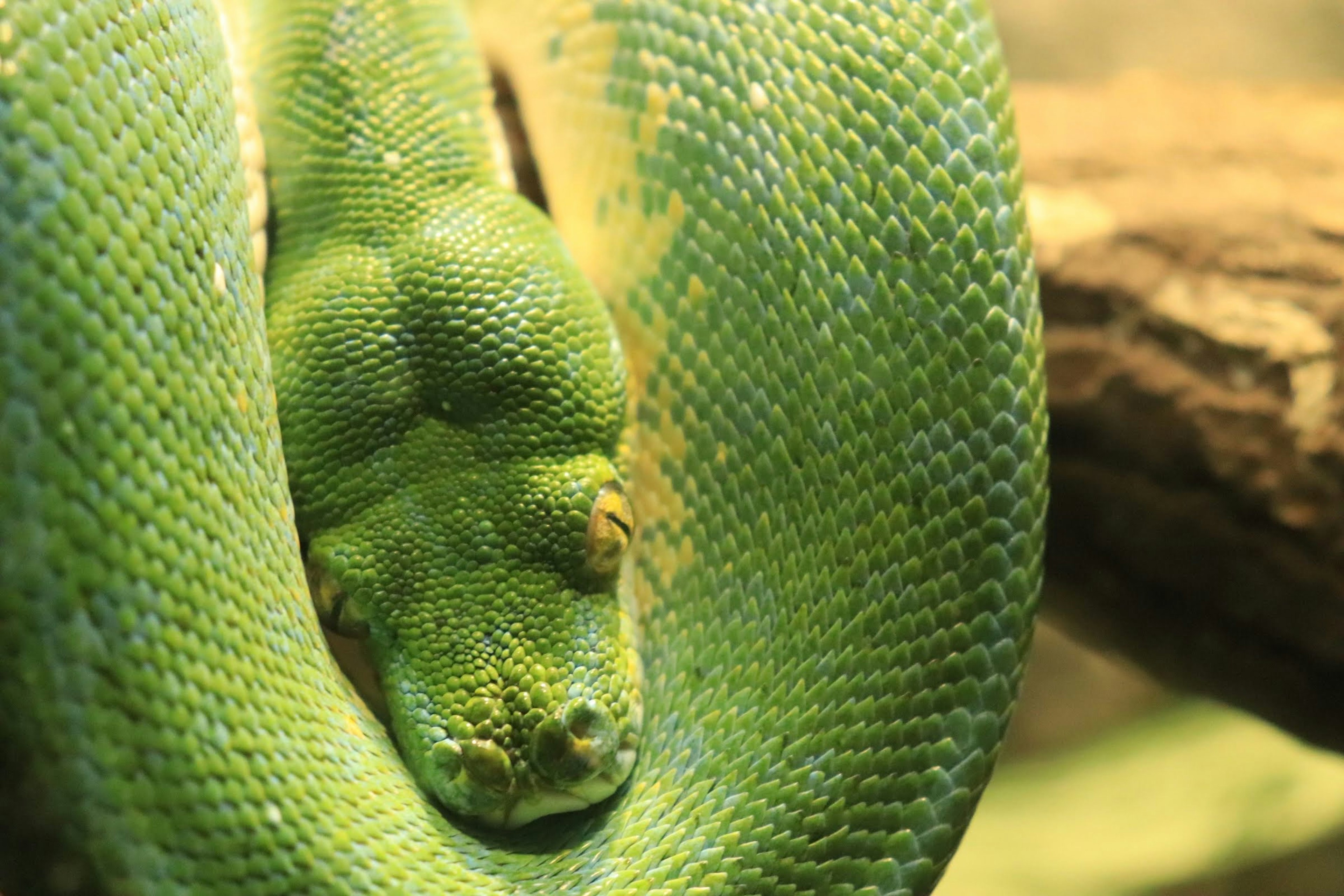 A green snake coiled around a branch