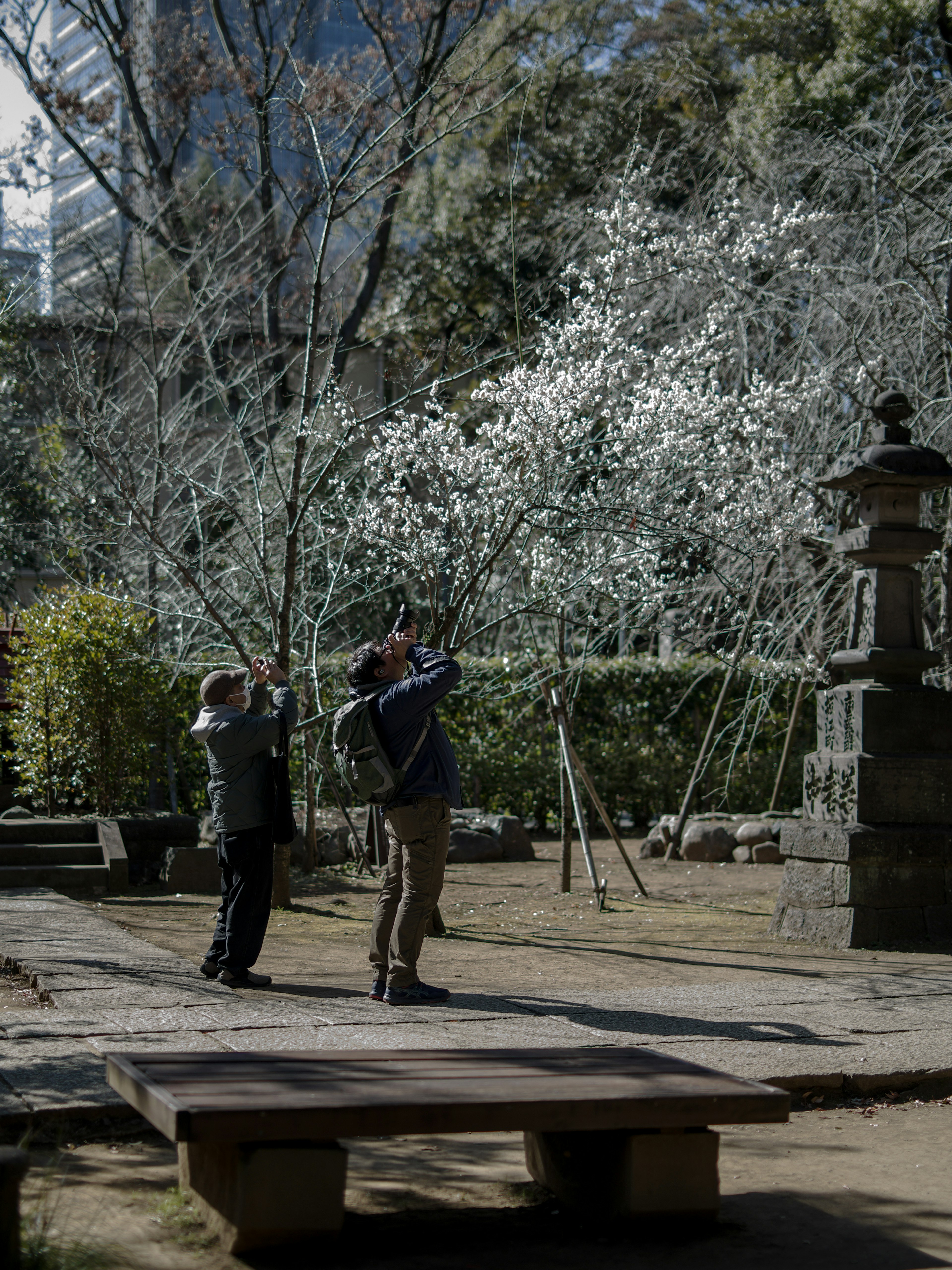 公園で白い花を撮影する二人の人々