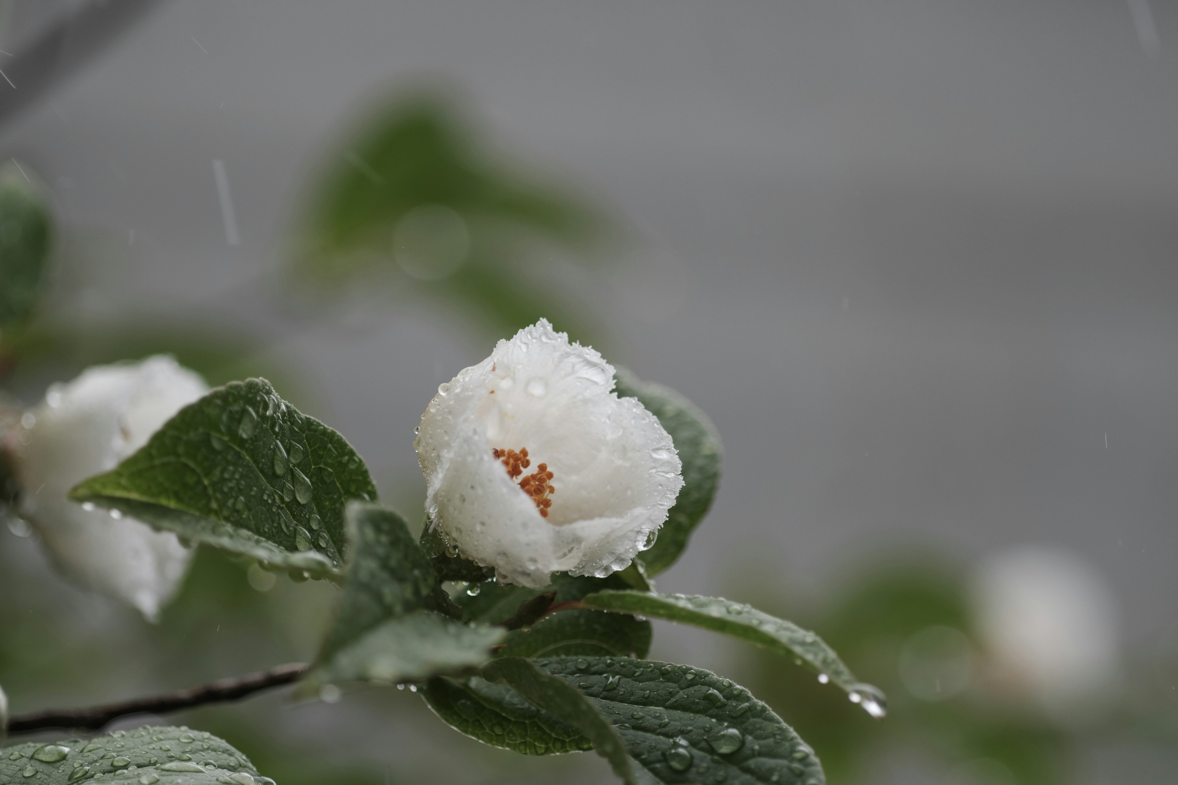 Un fiore bianco con foglie verdi coperte di gocce di pioggia