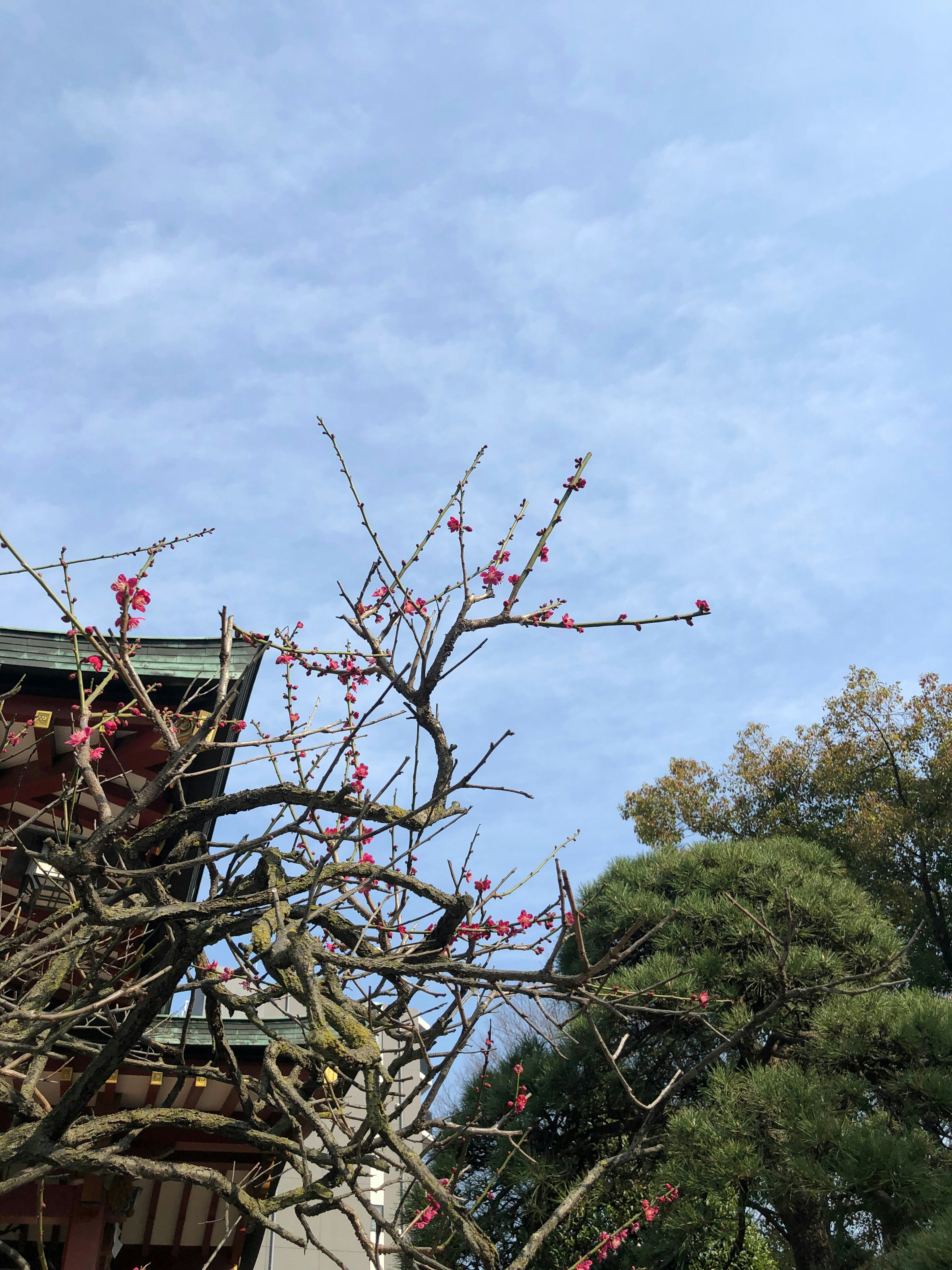 Branches de prunier en fleurs sous un ciel bleu