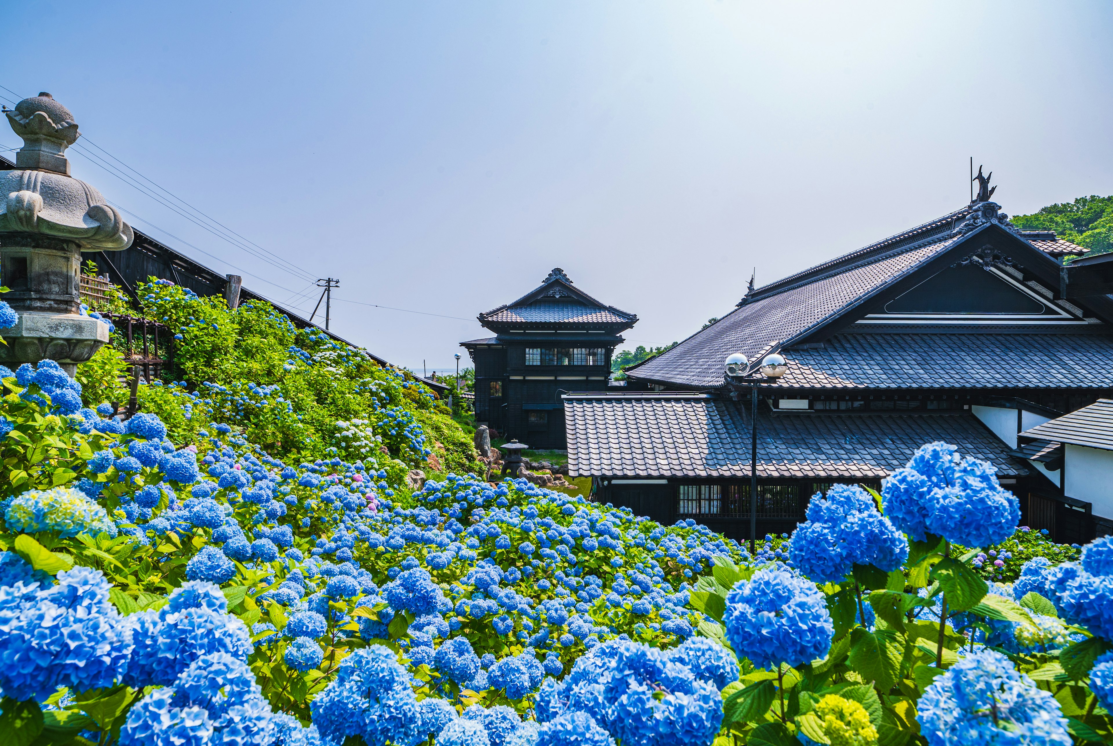 青い紫陽花に囲まれた伝統的な日本の建物