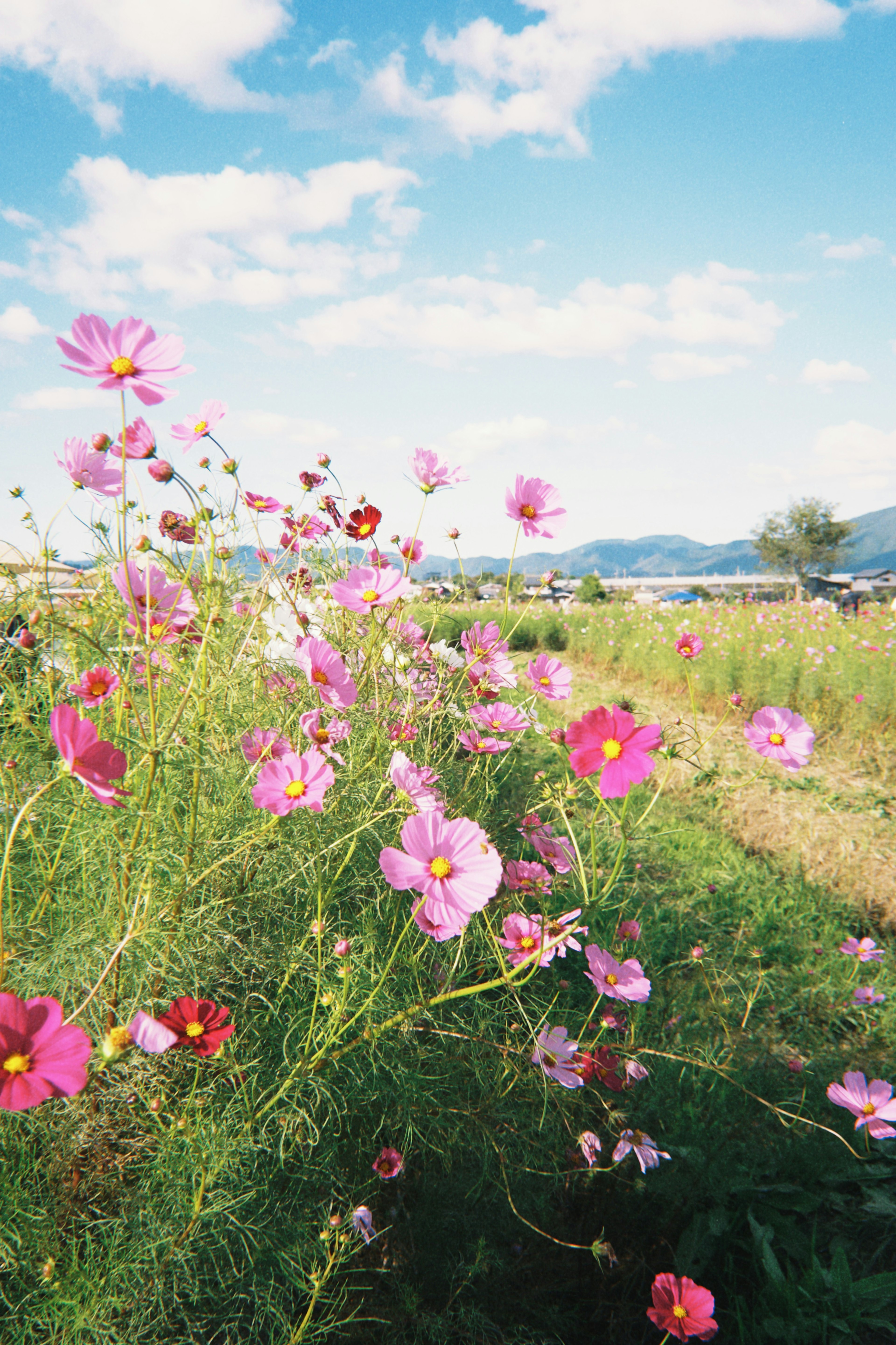 青空と緑の草原に咲くピンクのコスモスの花々