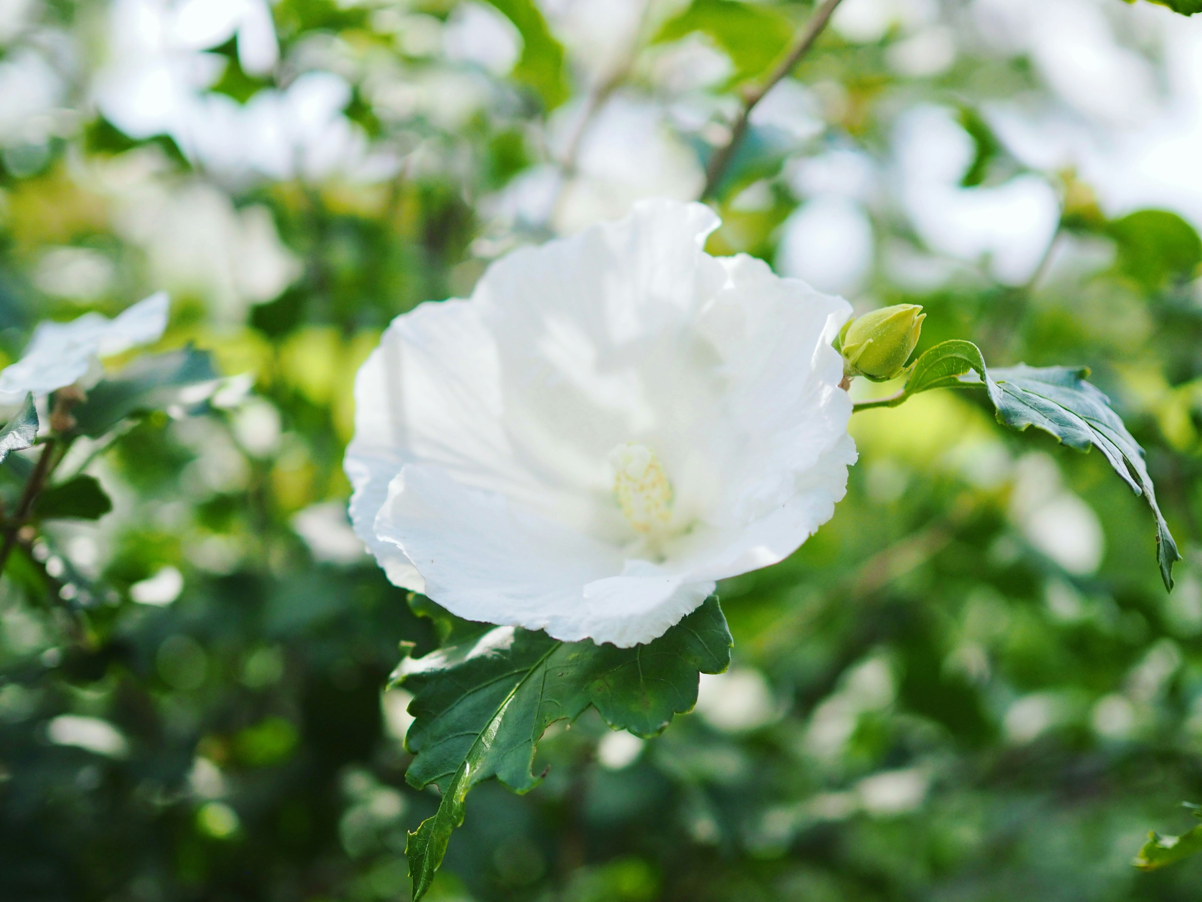 Un fiore bianco che sboccia tra le foglie verdi