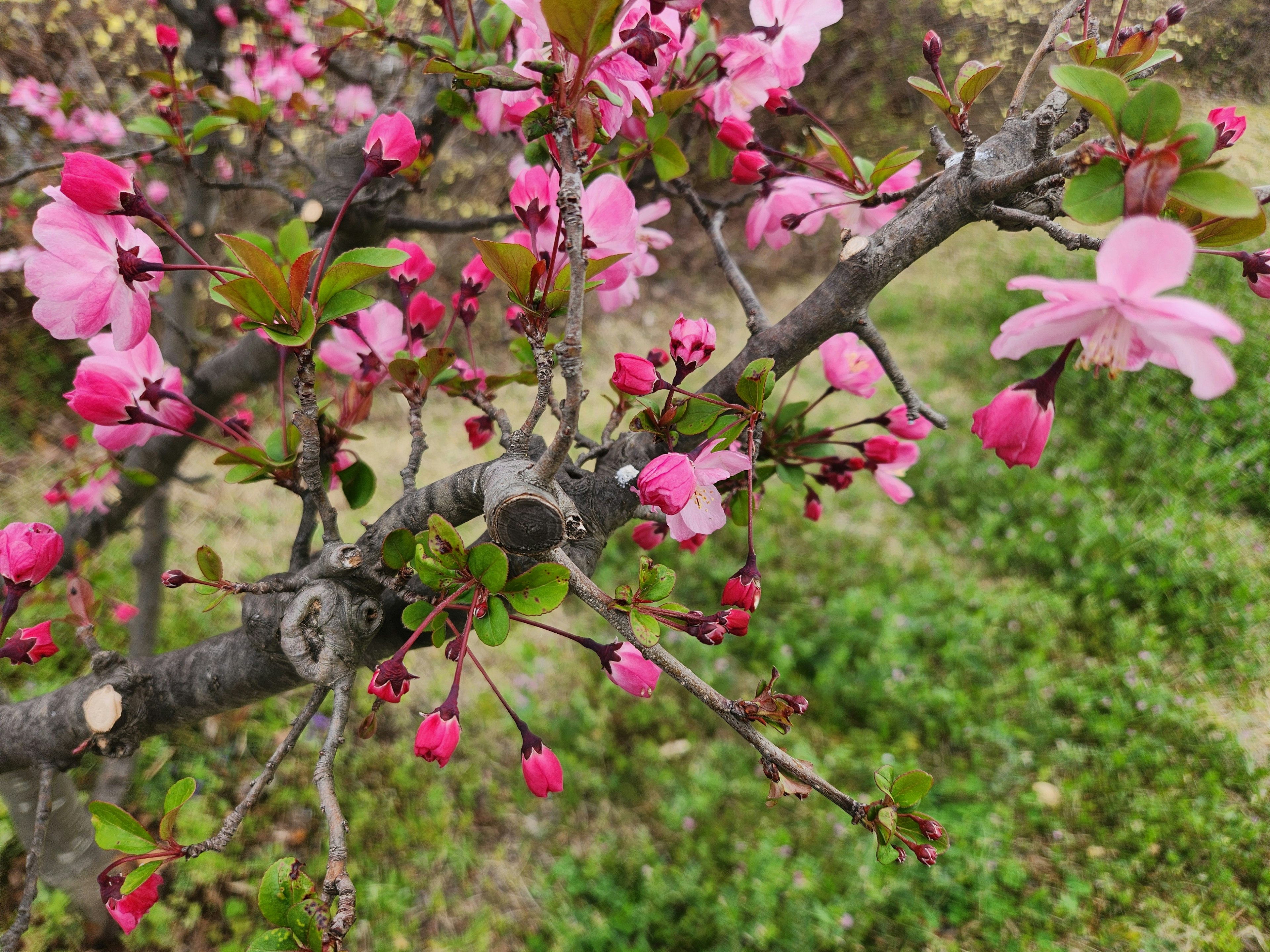 Close-up of a branch with pink blossoms against a green background