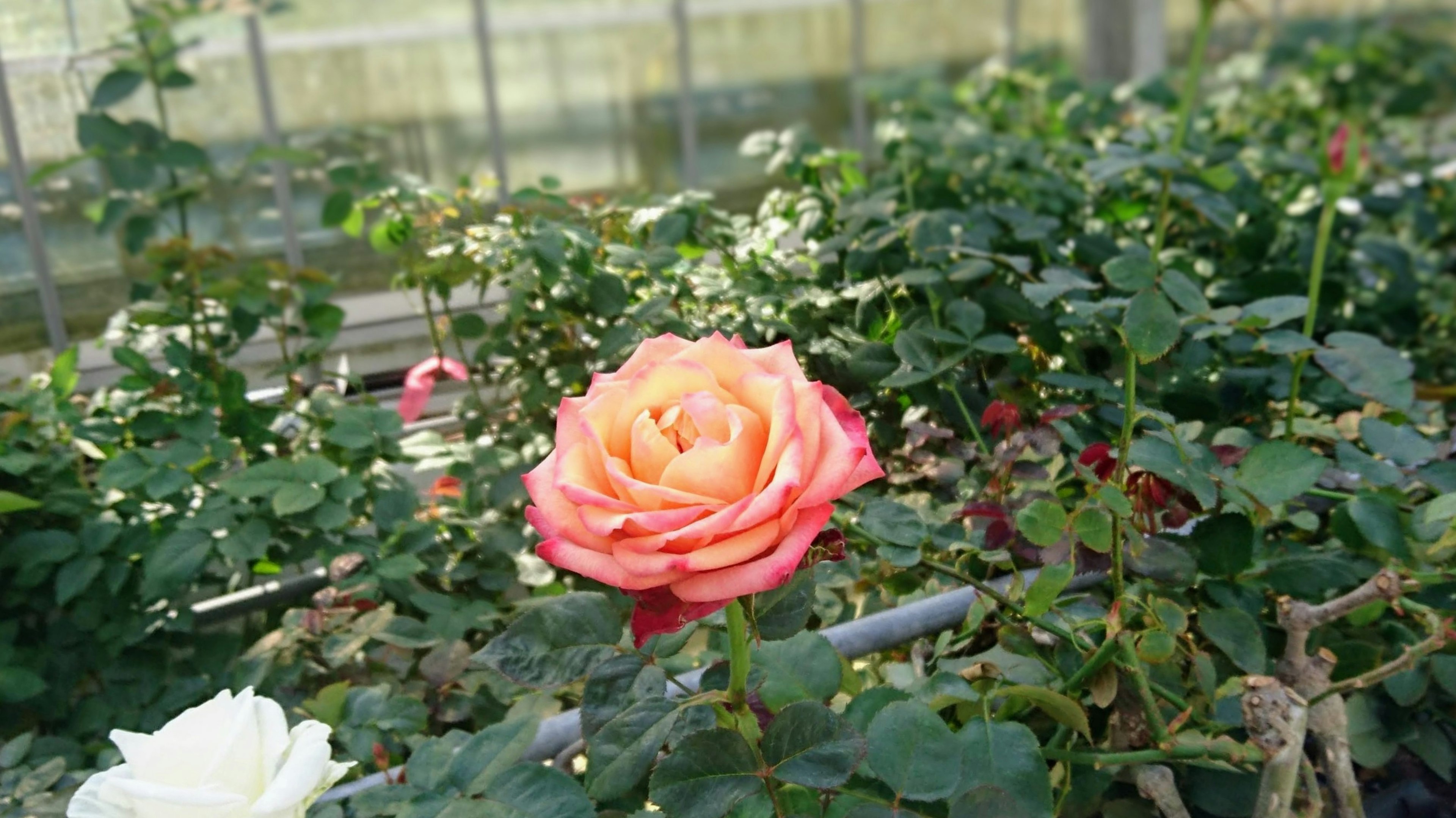 温室の中で咲くオレンジとピンクのバラの花