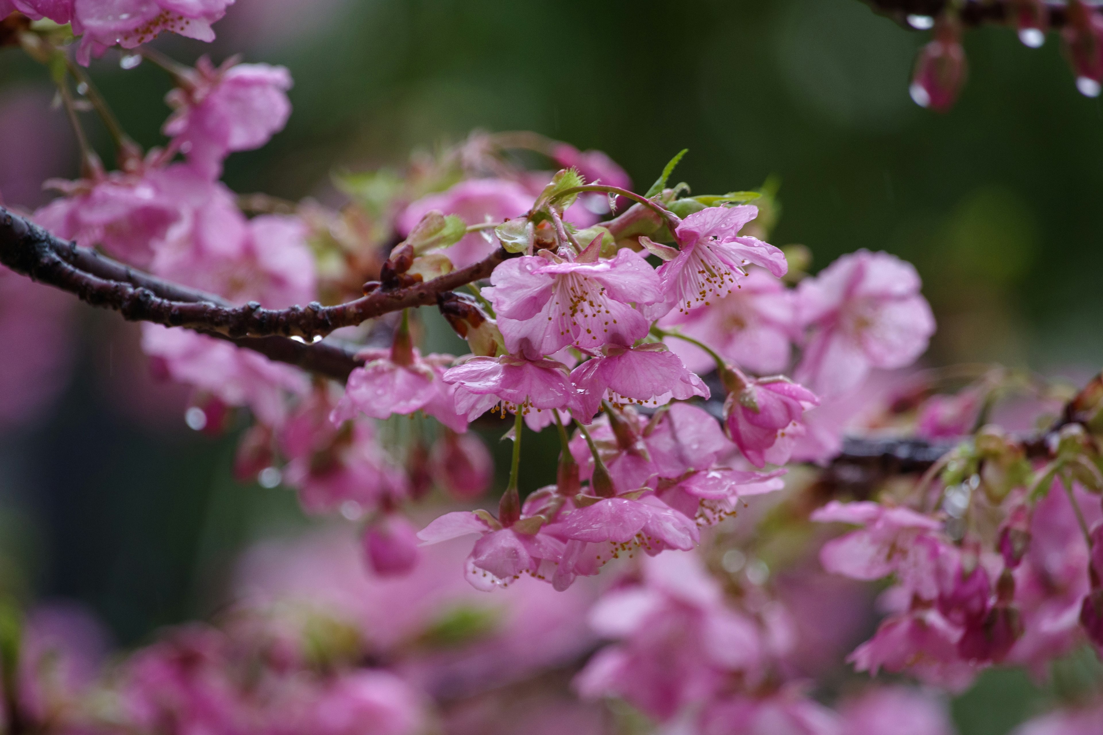 Gros plan sur des fleurs de cerisier sur une branche avec des gouttes de pluie