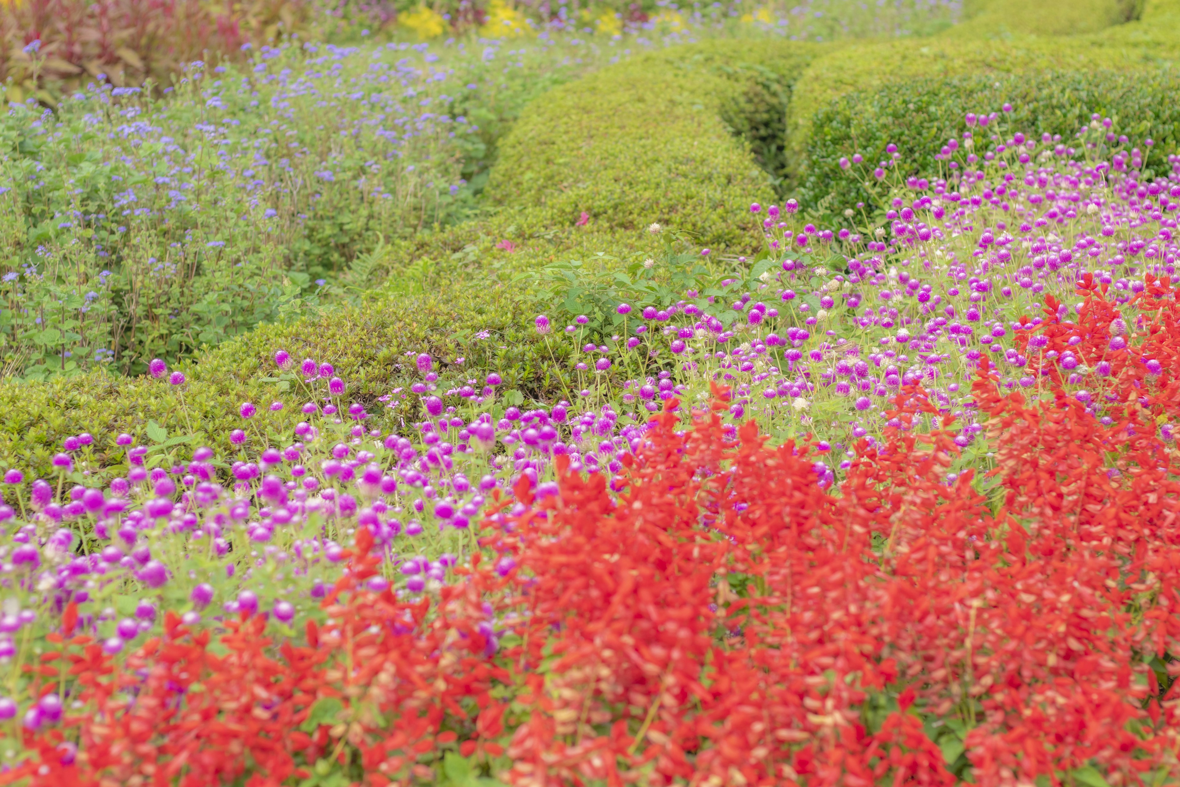 ภูมิทัศน์สวนที่มีชีวิตชีวาพร้อมดอกไม้สีแดงและสีม่วง