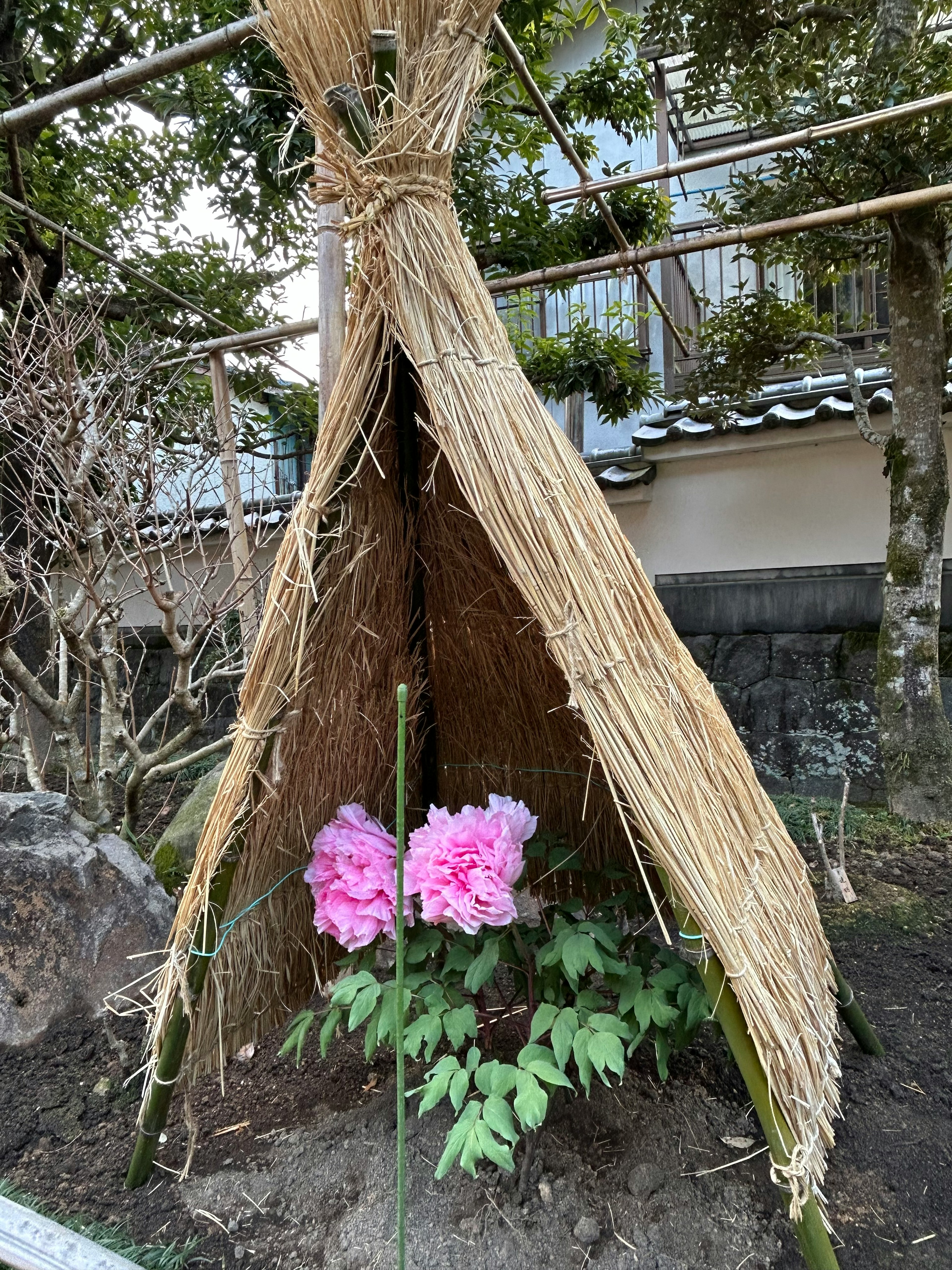 A thatched hut with blooming pink peonies inside