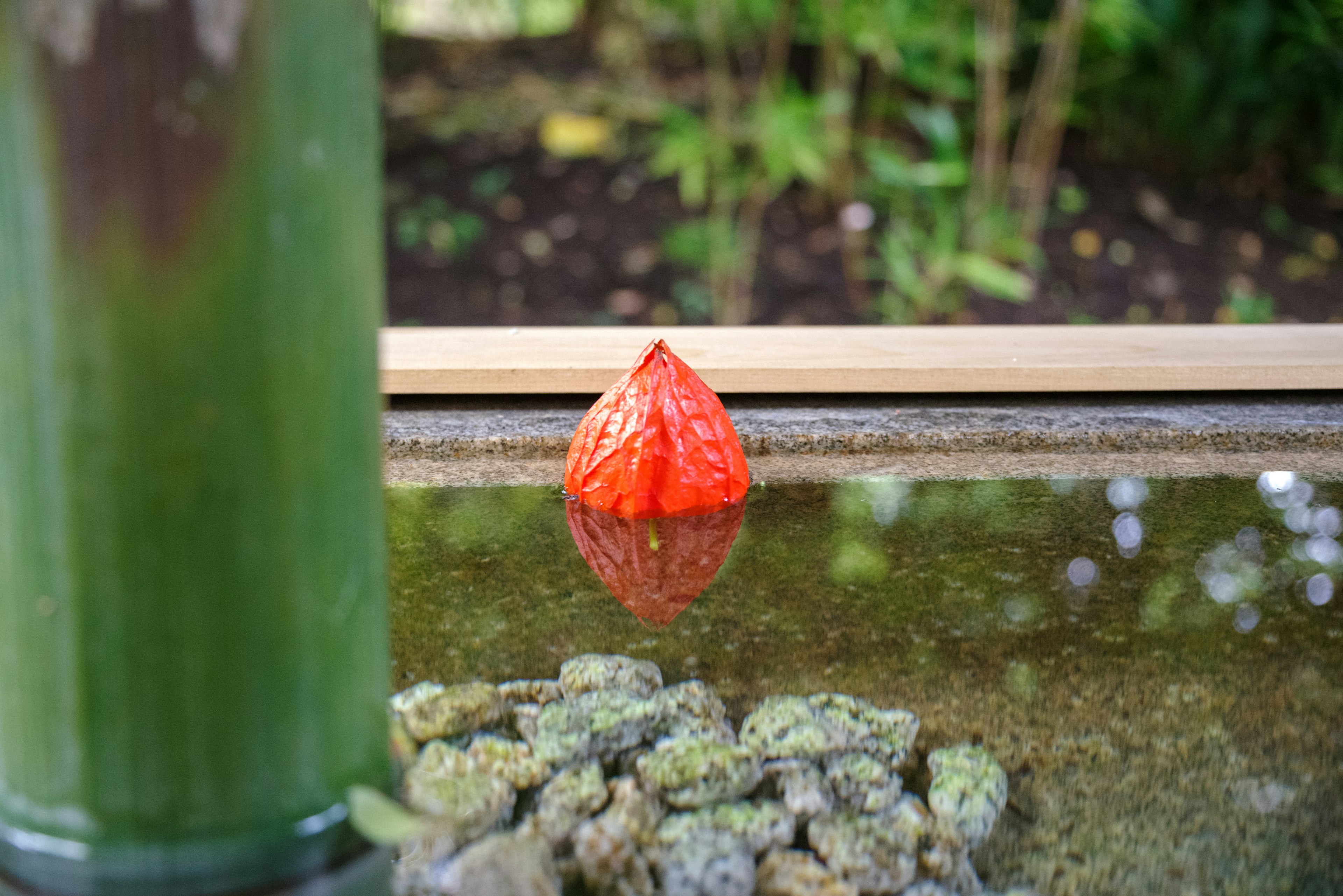 Red fruit floating on water with green foliage in the background