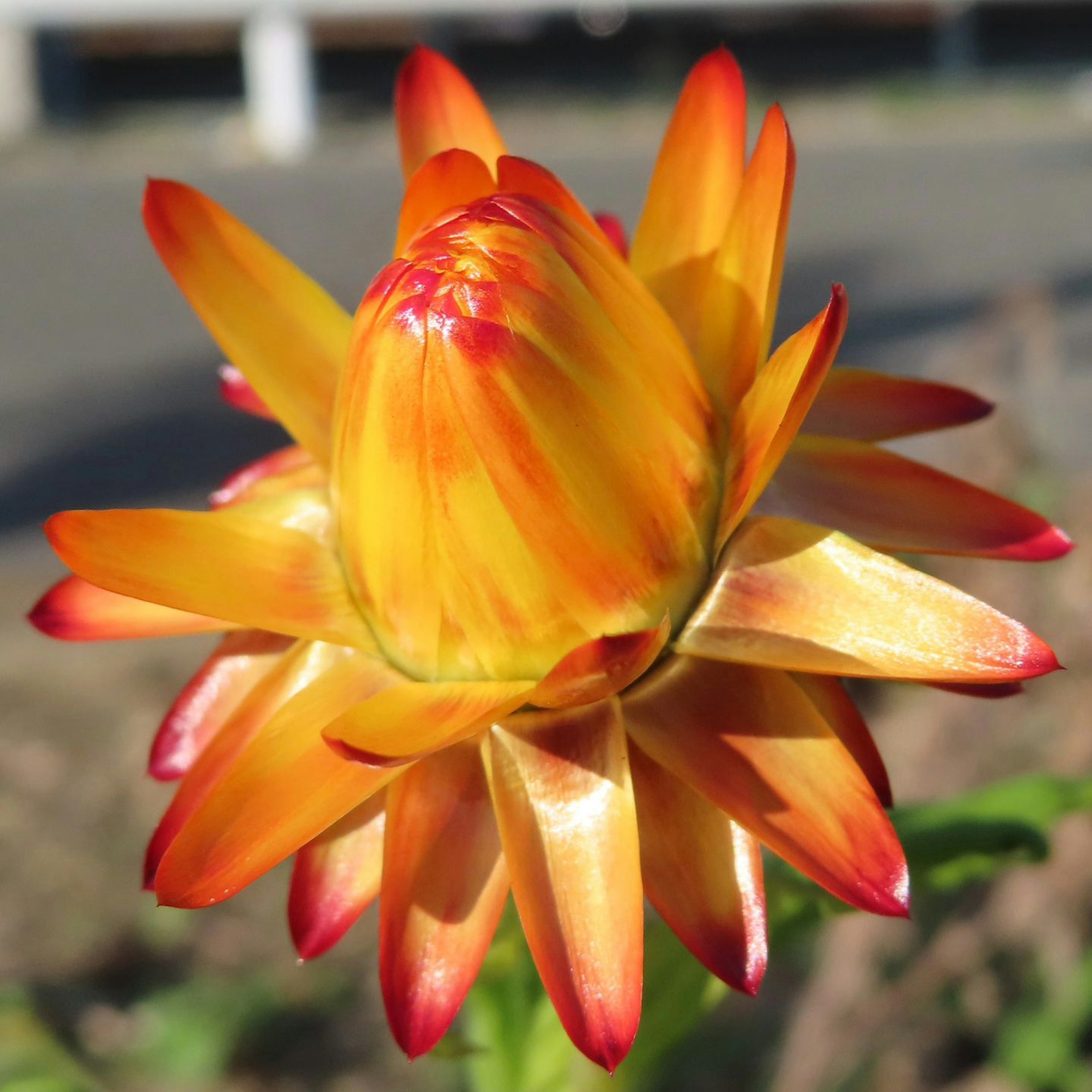 Acercamiento de una flor con pétalos vibrantes naranjas y rojos