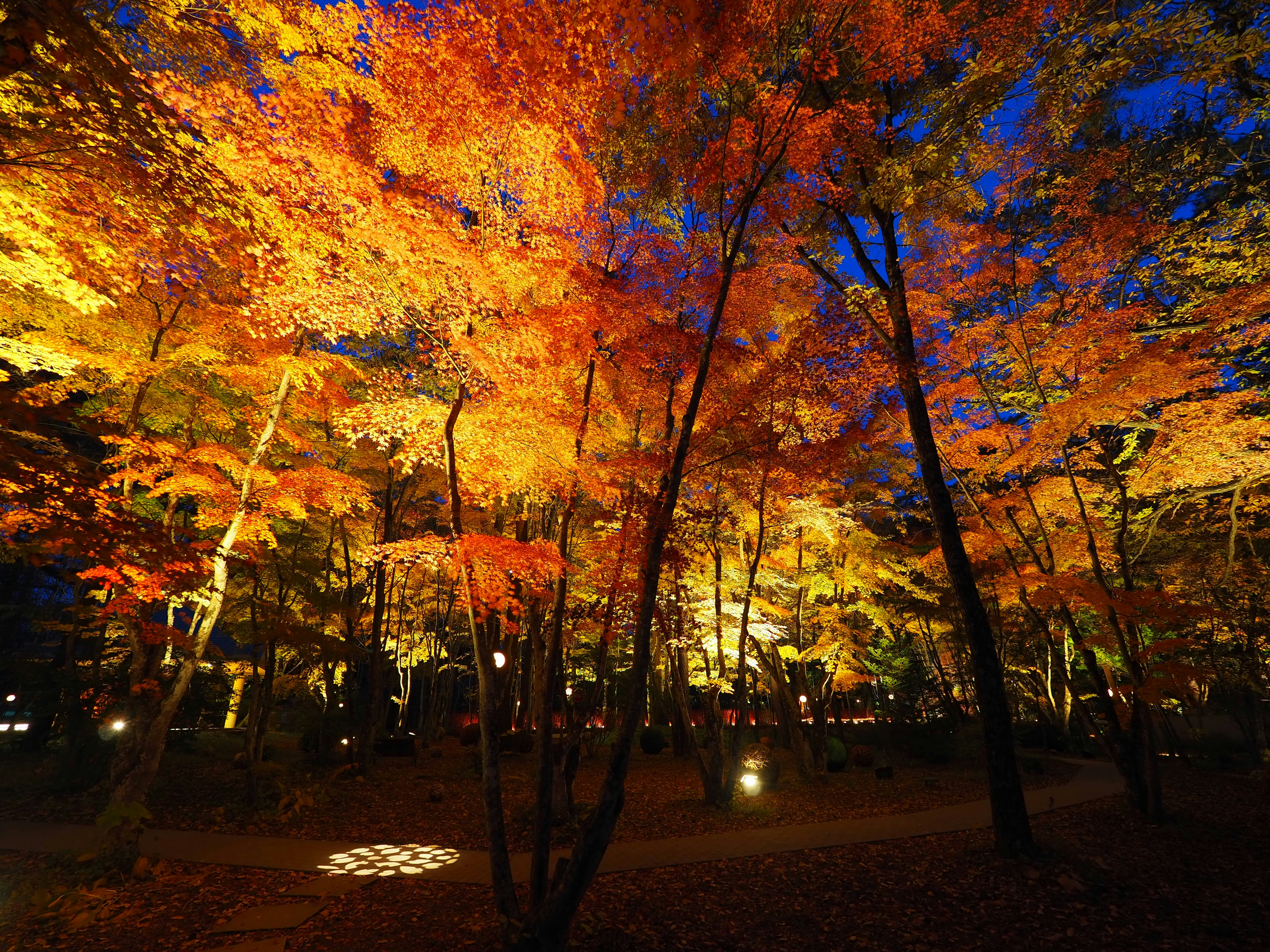 Beautiful autumn foliage in a nighttime forest