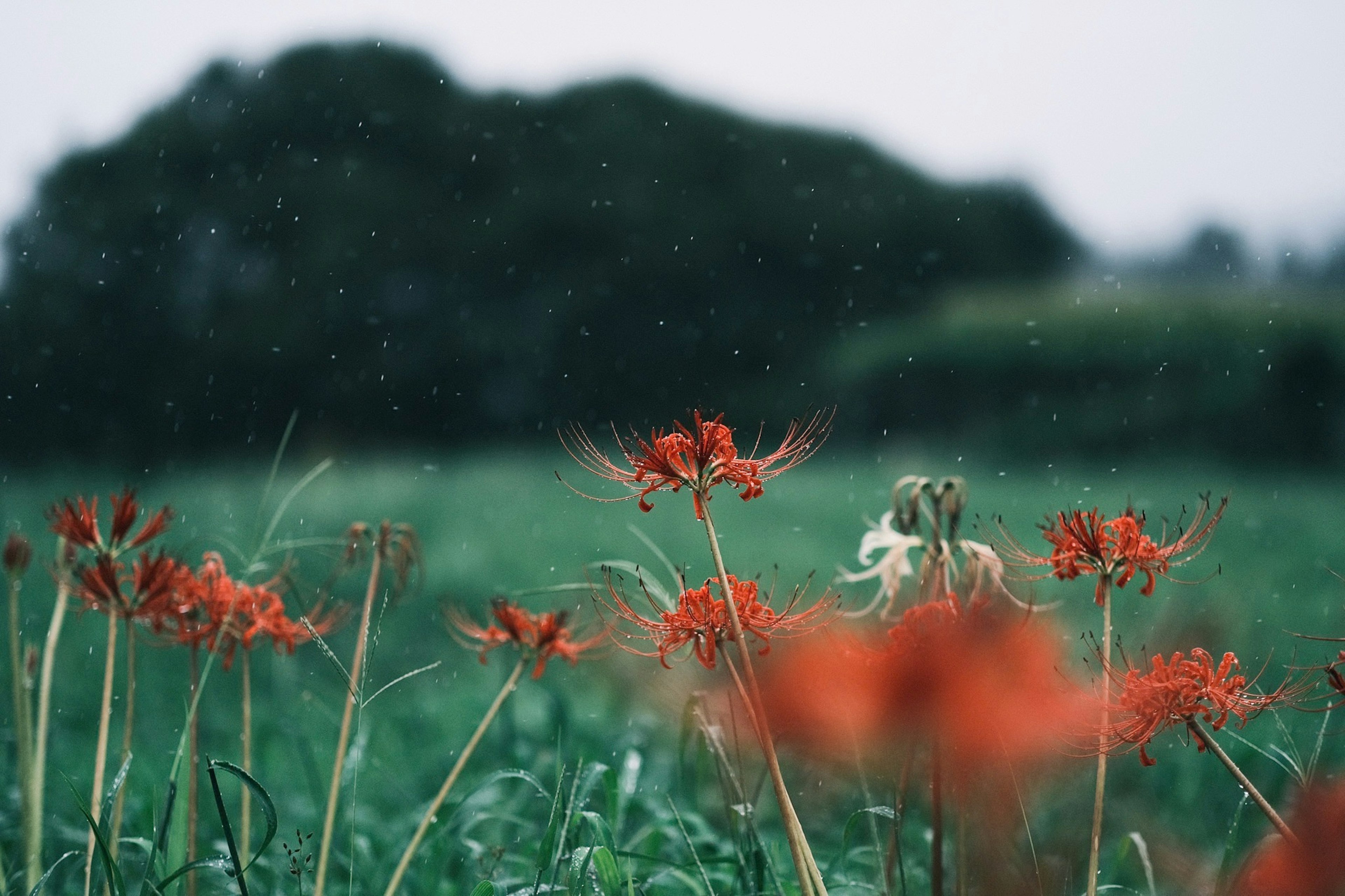 紅色彼岸花在綠色田野中盛開，雨水紛飛