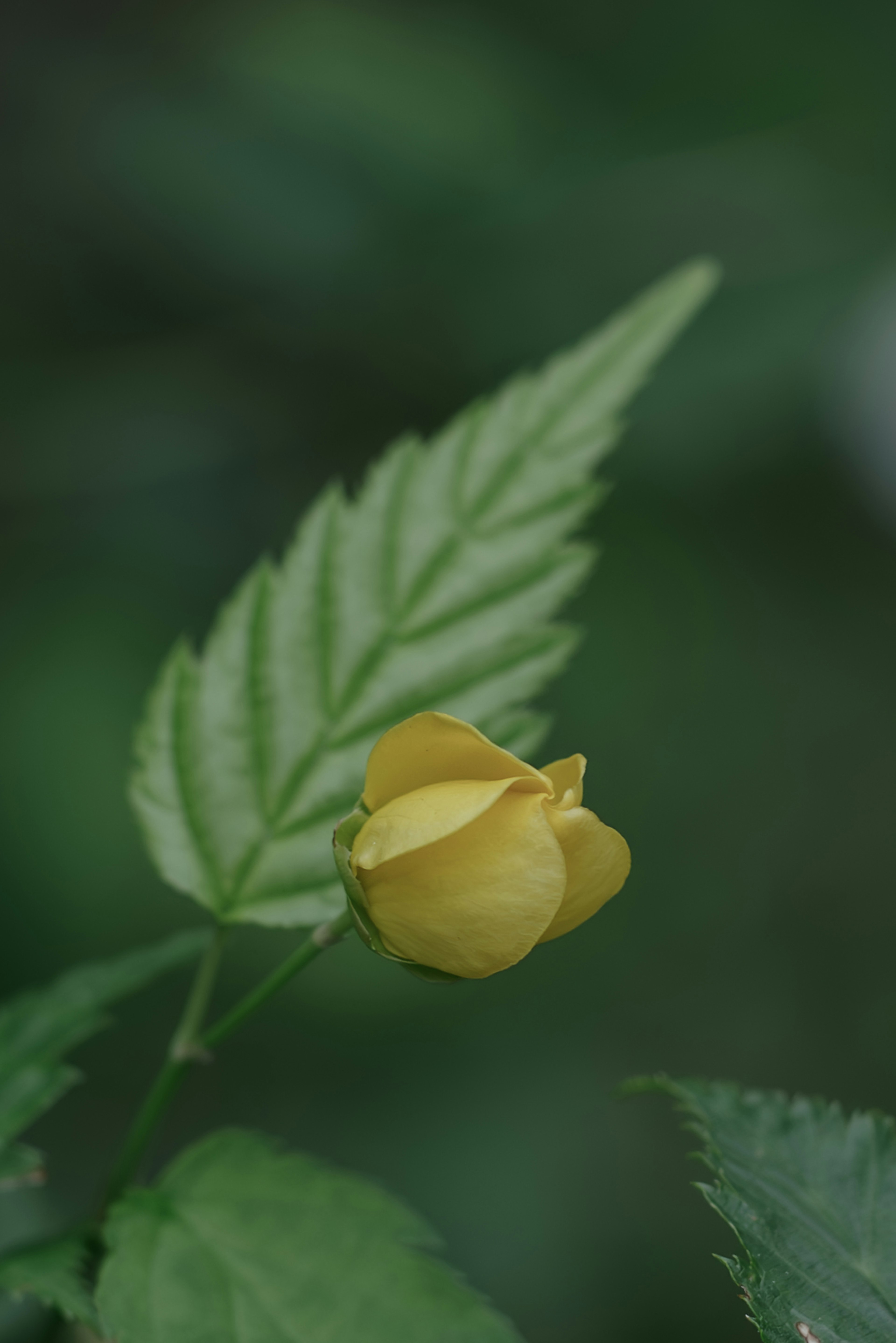 Gros plan sur une fleur jaune et une feuille verte sur fond flou