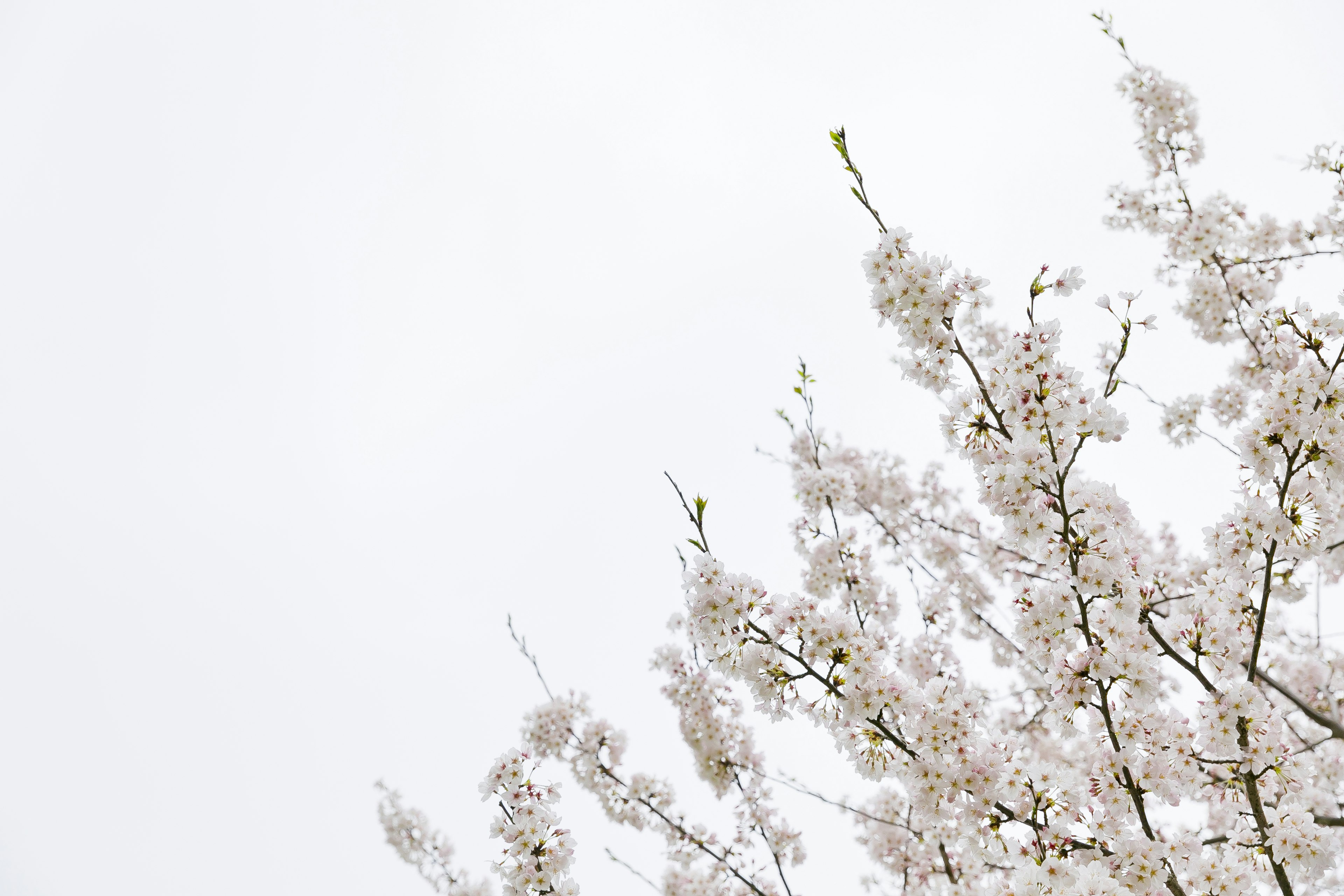 Branches of white cherry blossoms against a light sky