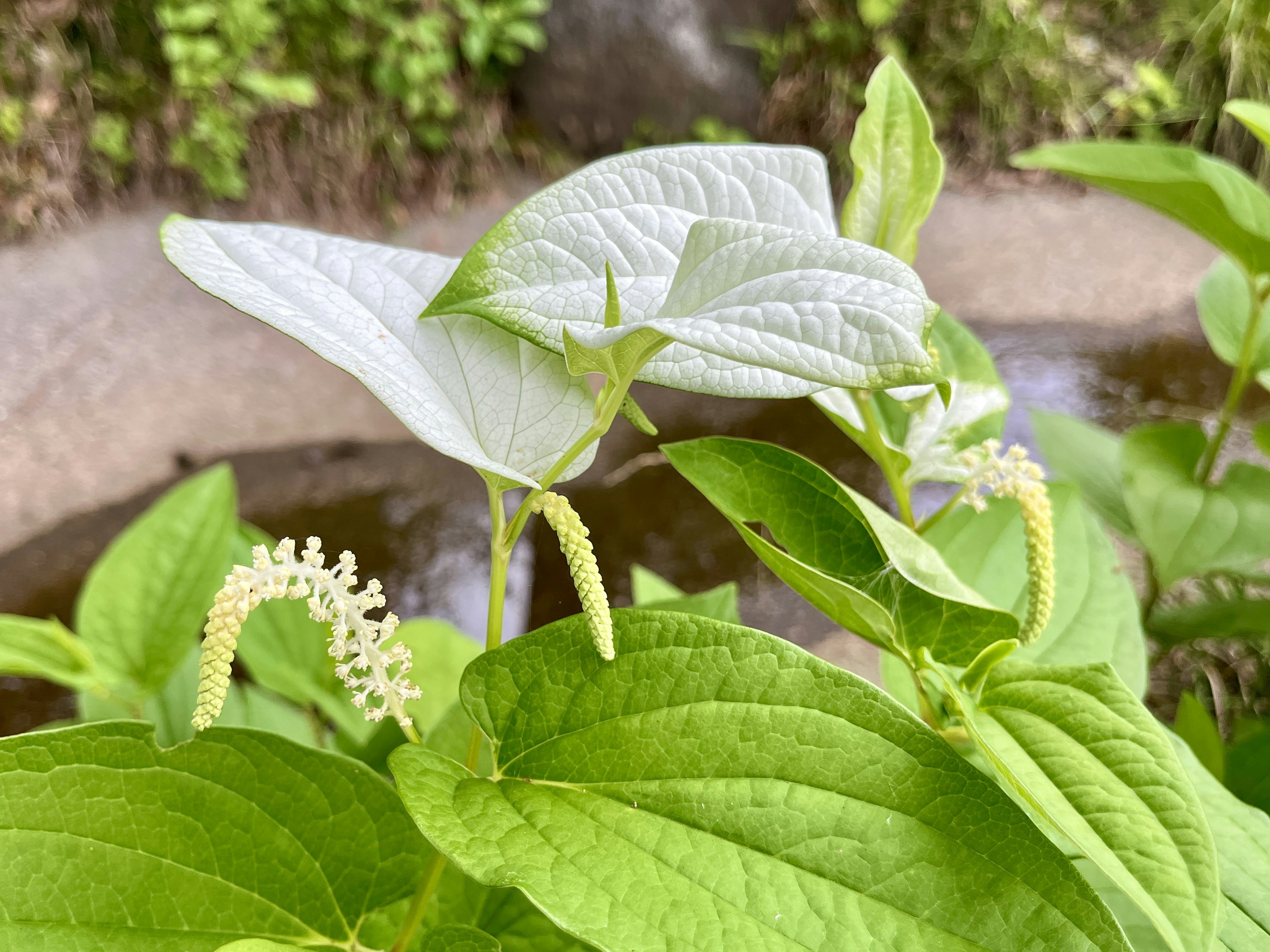 葉が緑色で、白い花が咲いている植物のクローズアップ