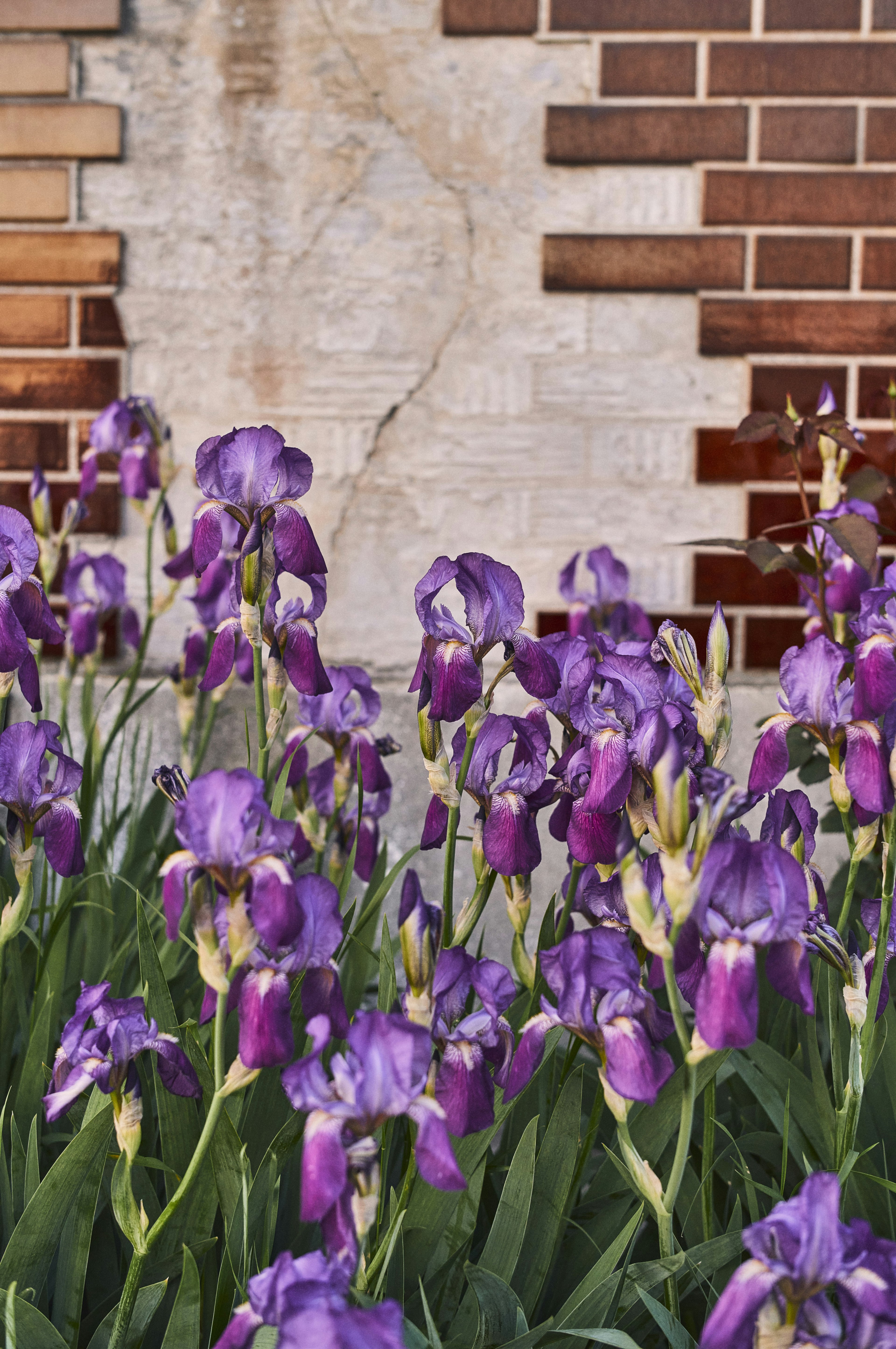 Flores moradas frente a una pared de ladrillos