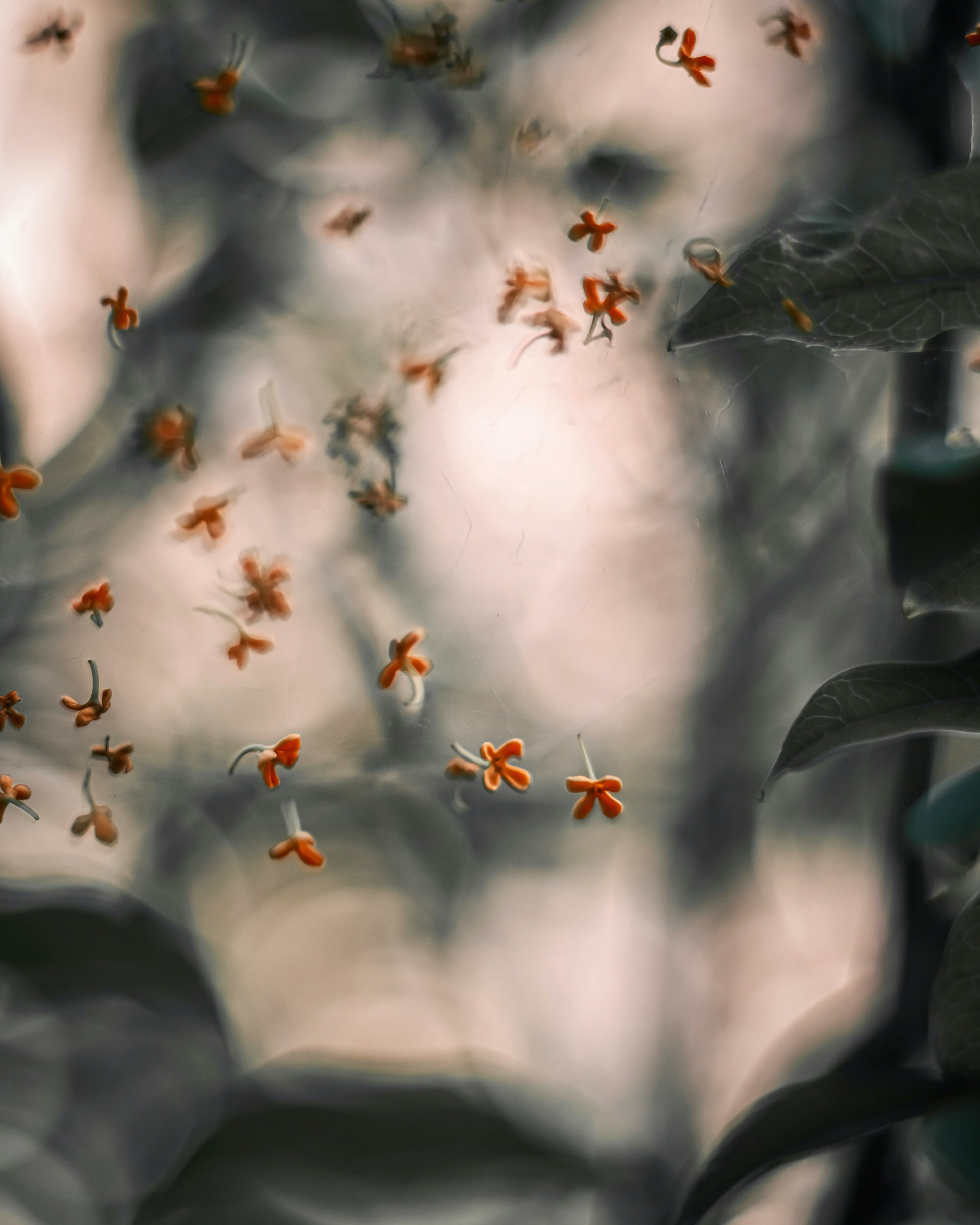 Ansammlung kleiner orangefarbener Blumen, die vor einem sanften verschwommenen Hintergrund schweben