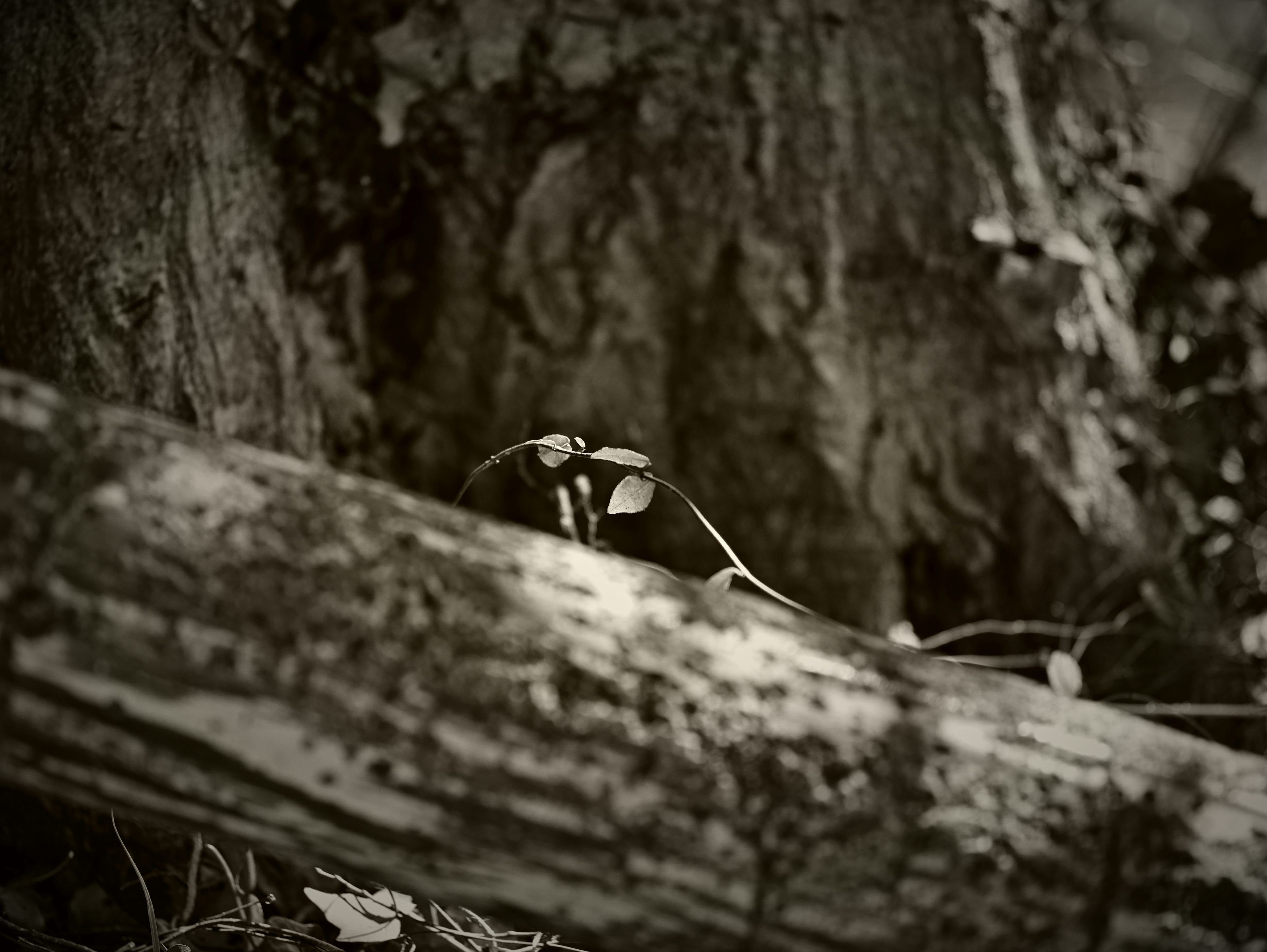 A close-up of a decayed log next to a tree trunk with small sprouts