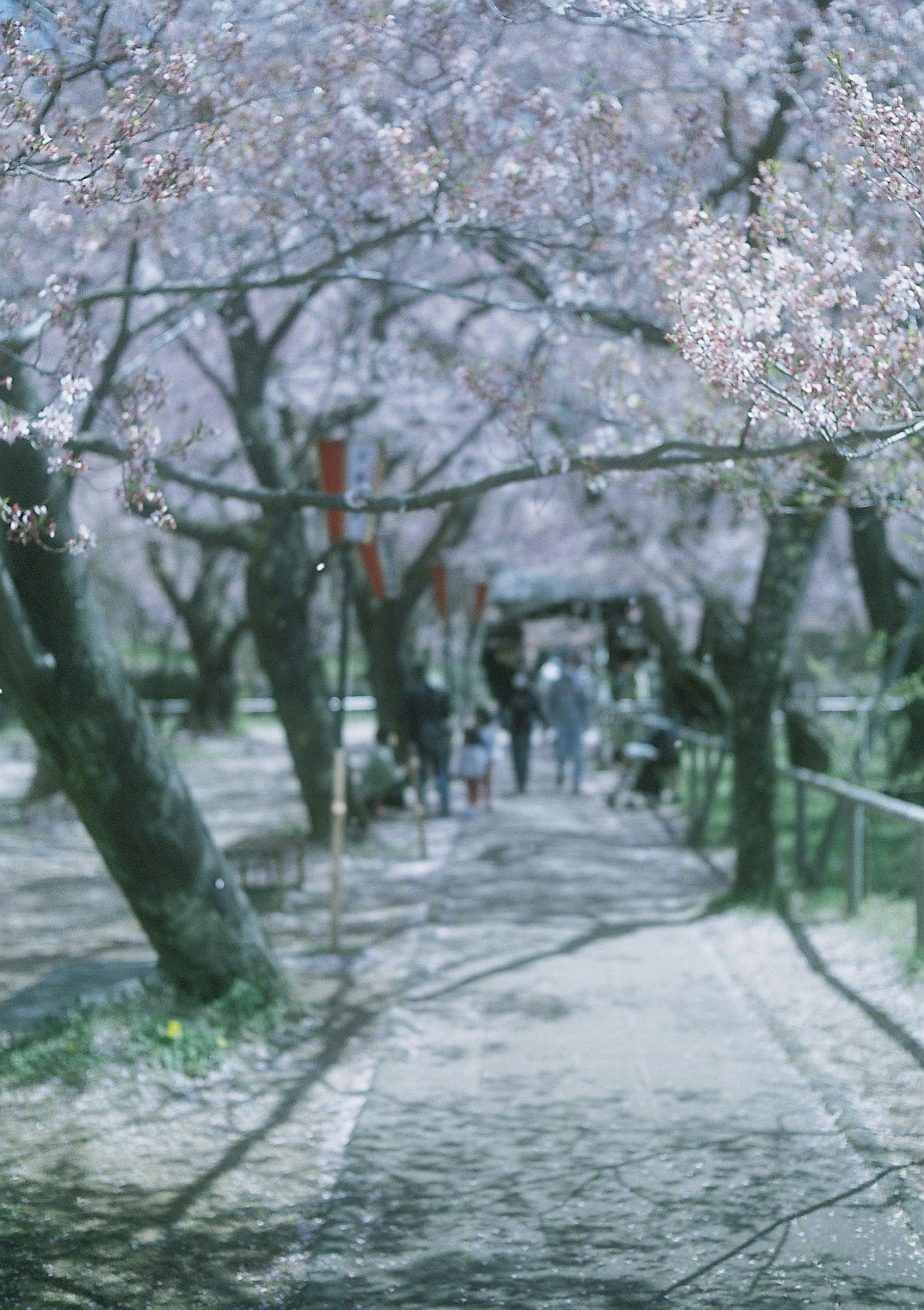 桜の木々が並ぶ小道を歩く人々の風景