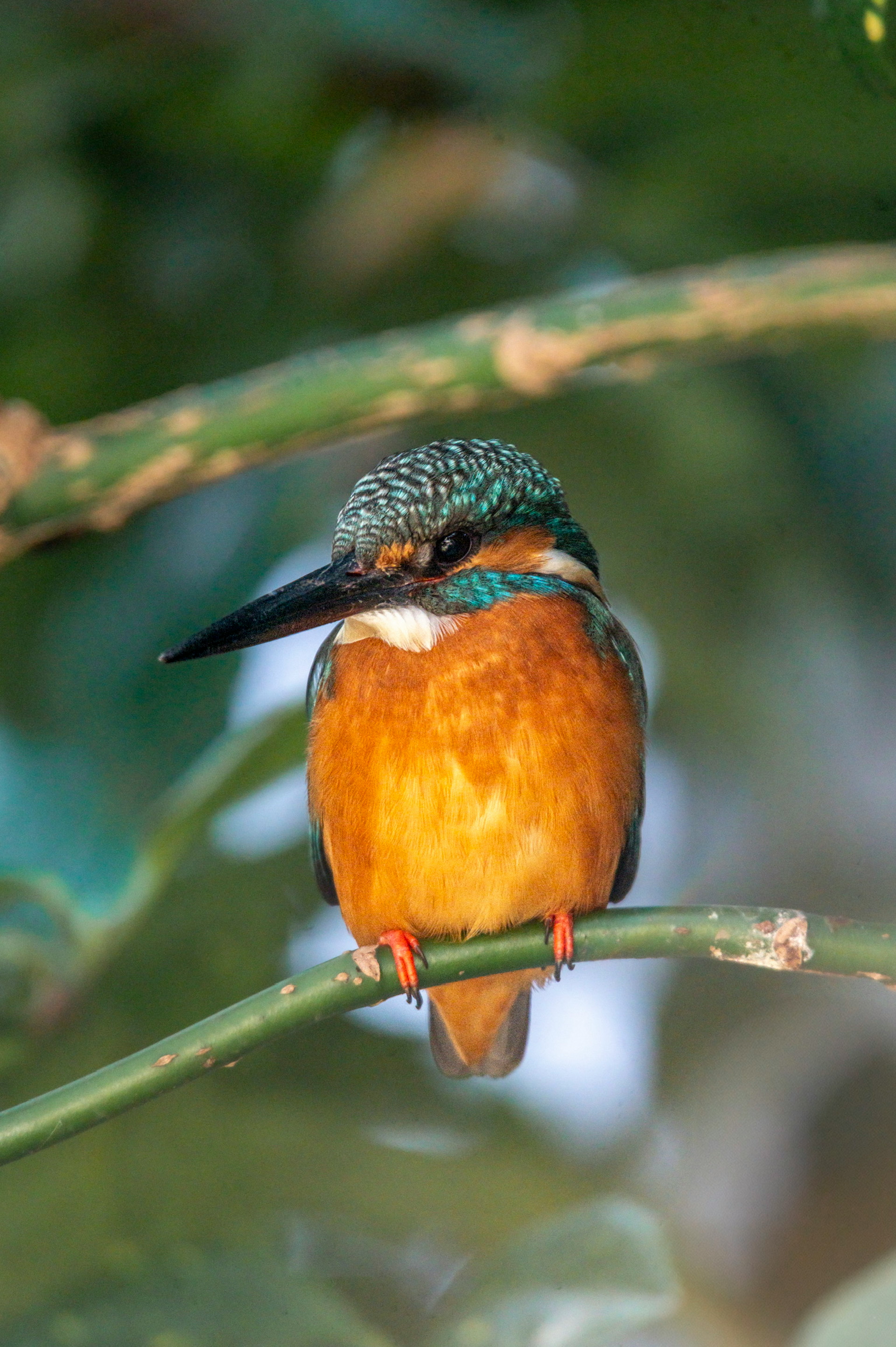 Burung kingfisher oranye dan hijau yang cerah bertengger di dahan