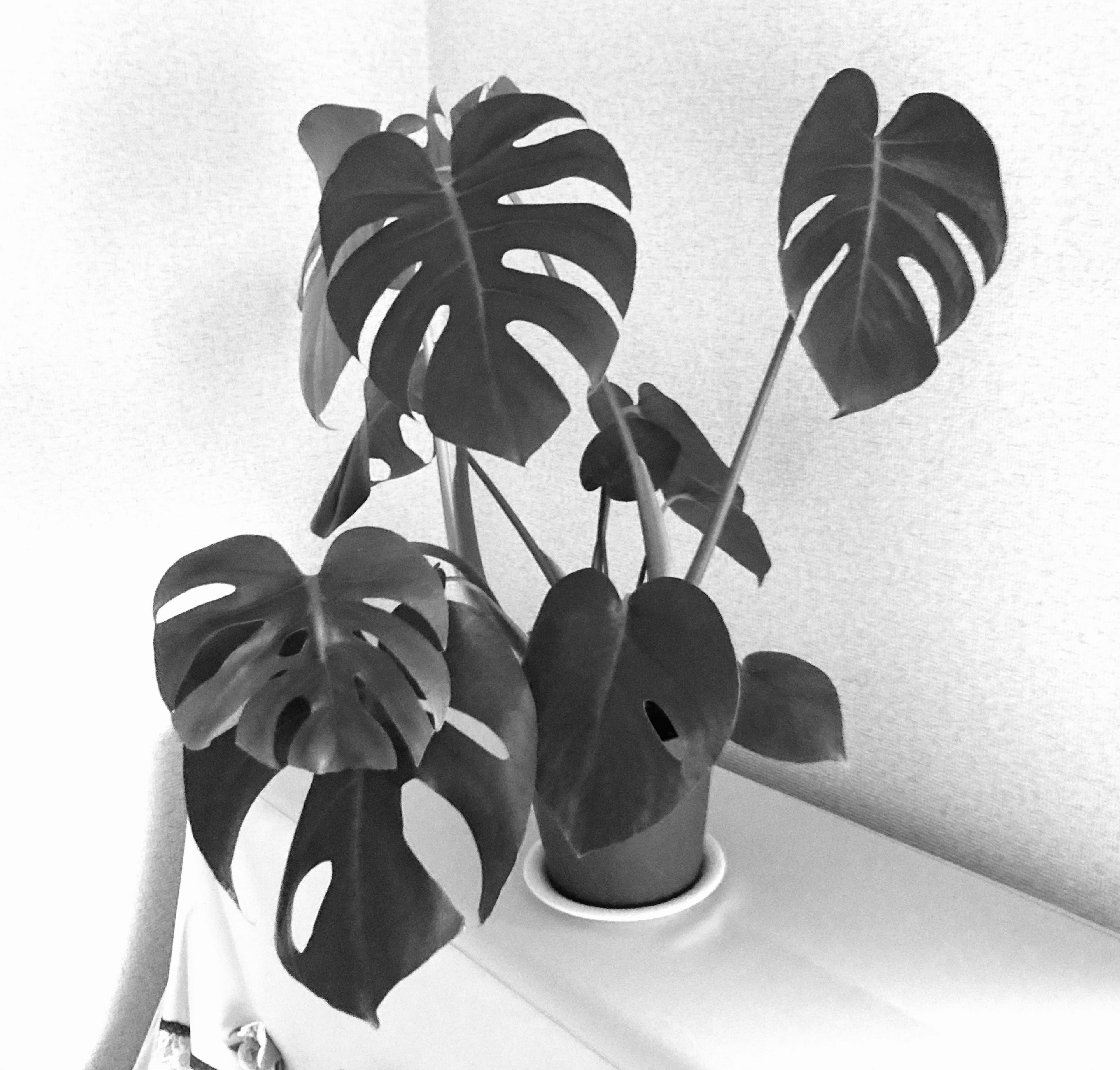 Black and white image of a Monstera plant with large leaves