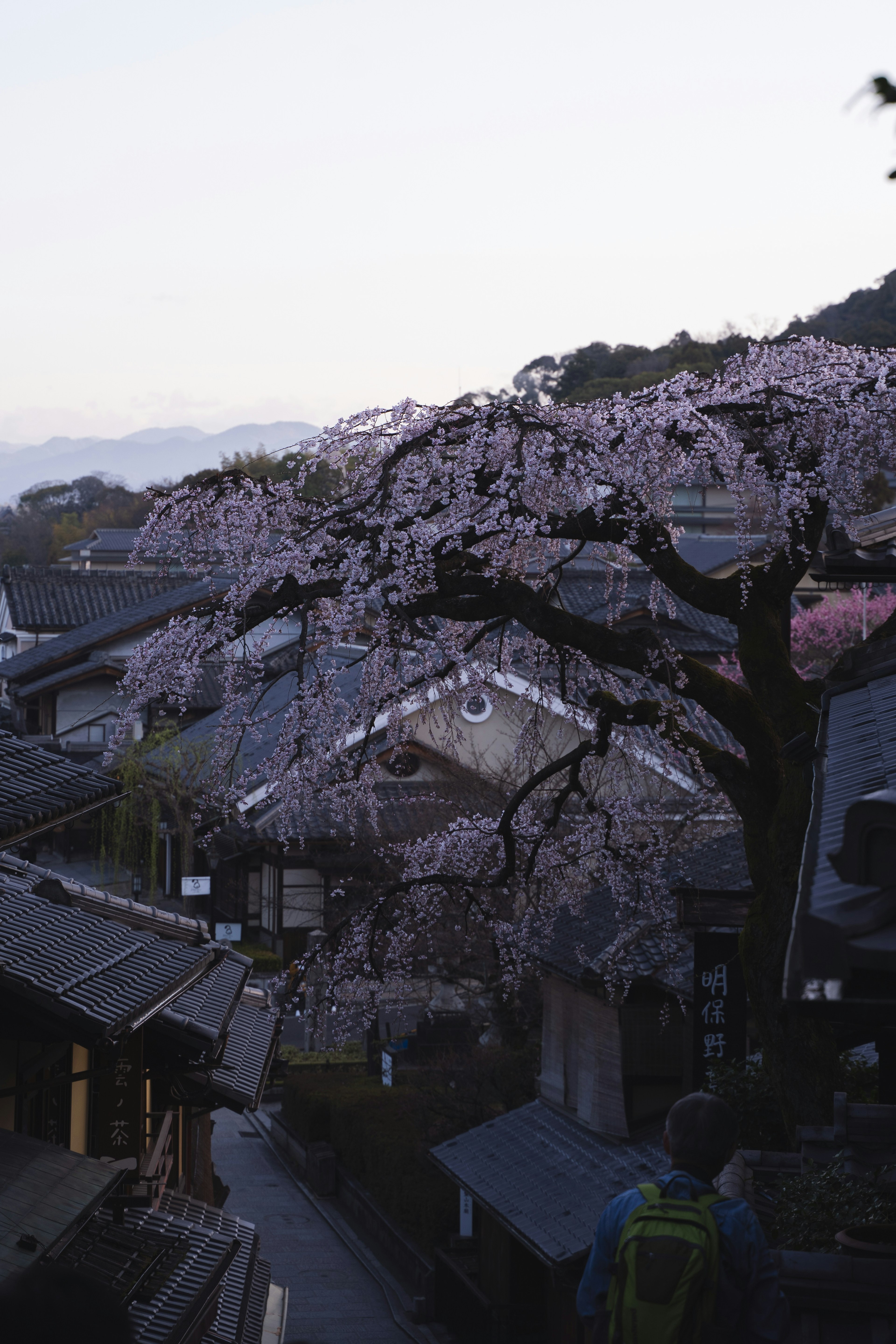 桜の木が咲く美しい風景 古い家屋と山々の背景