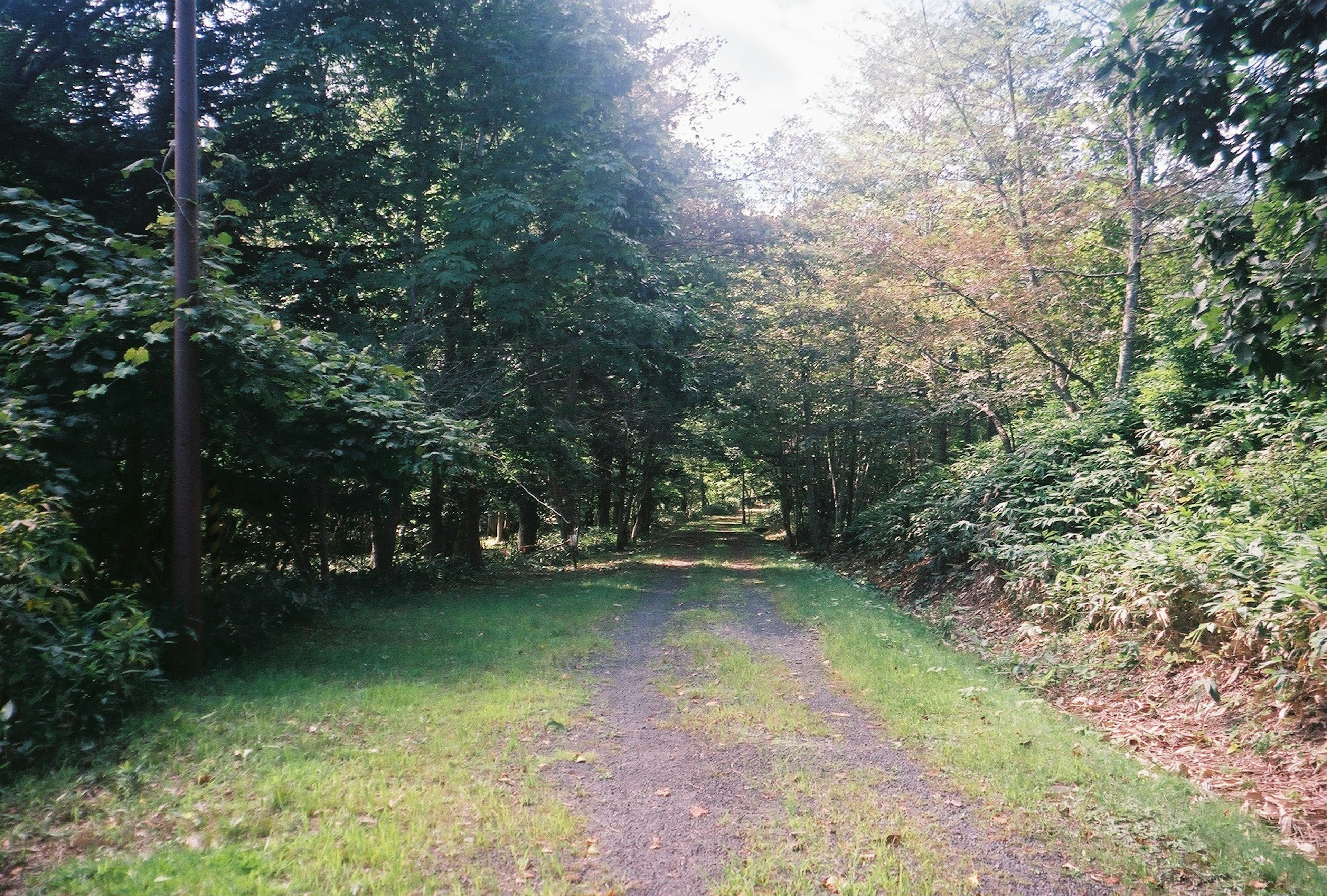 緑豊かな森の中の小道周辺の風景