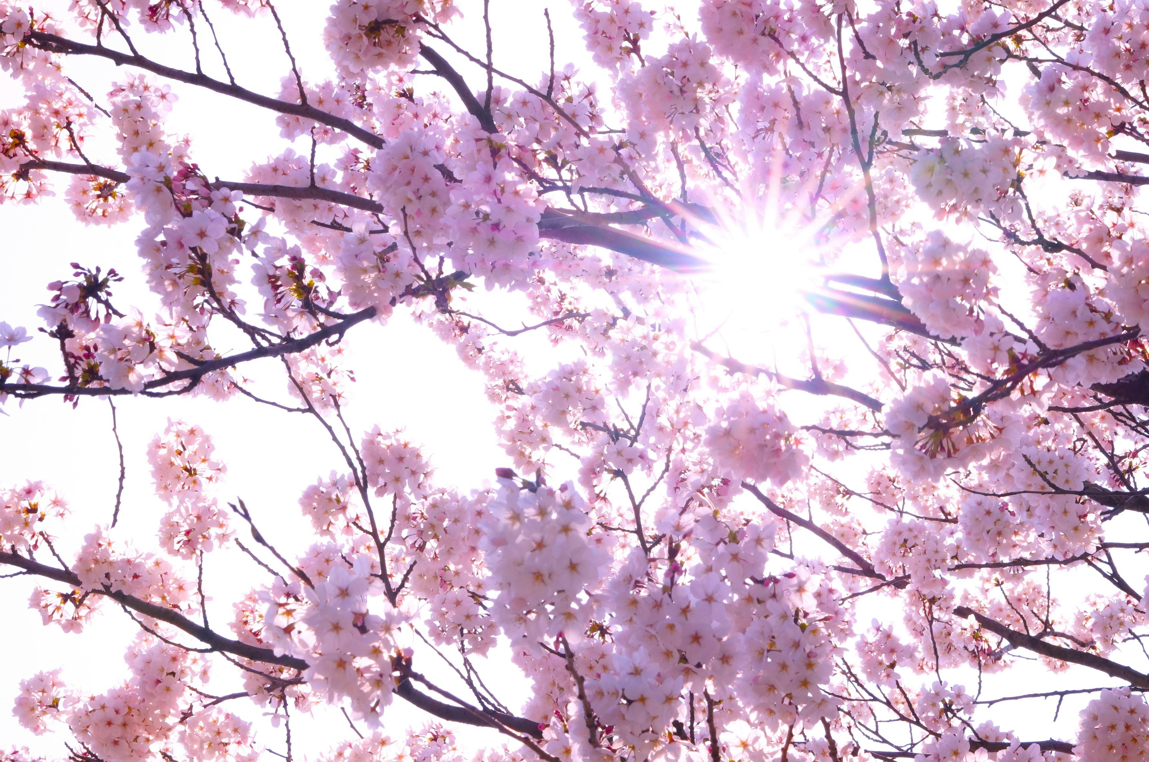 桜の花が咲いている枝と太陽の光が差し込む美しい風景