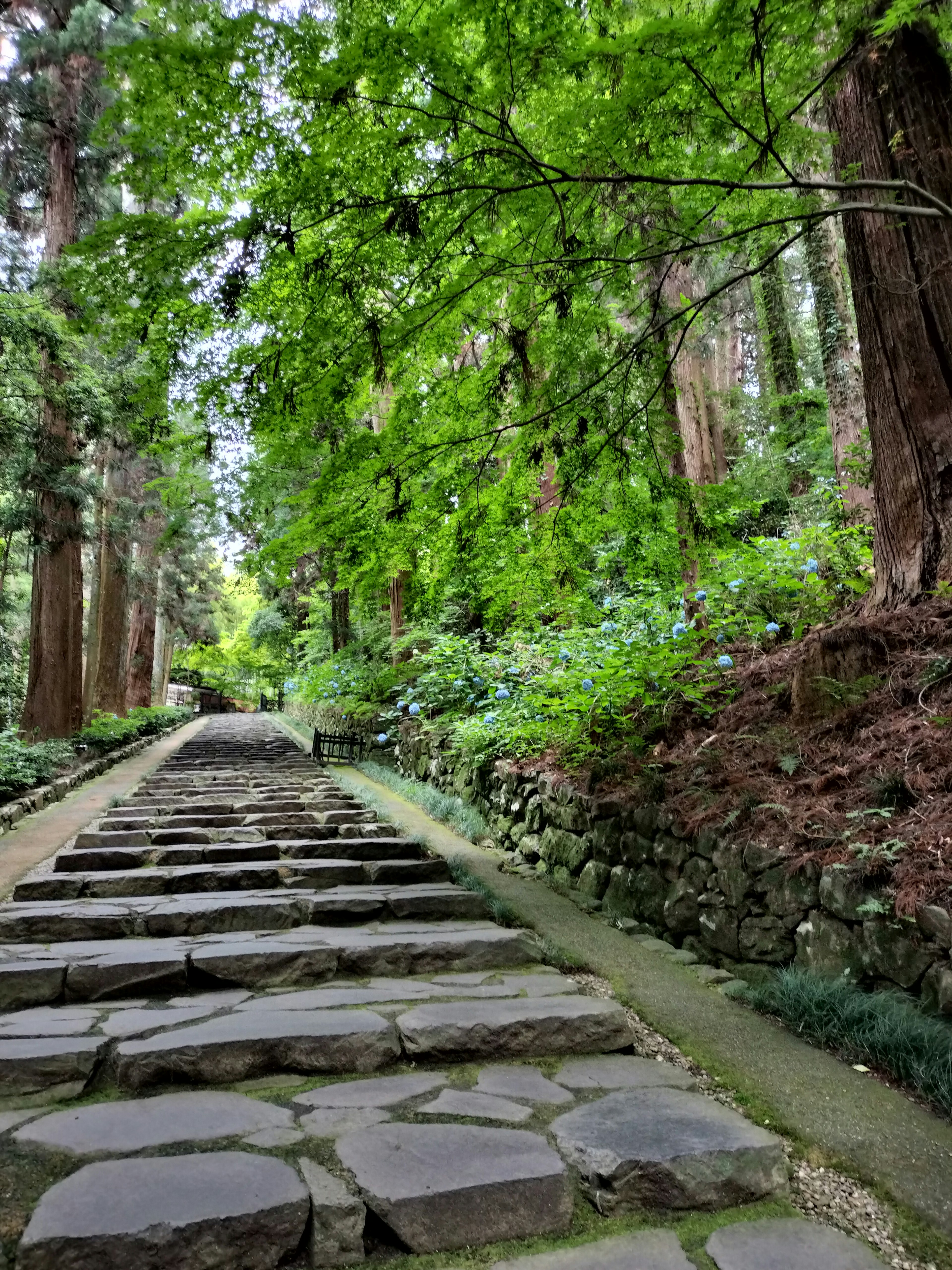 A stone path leading through a lush green forest