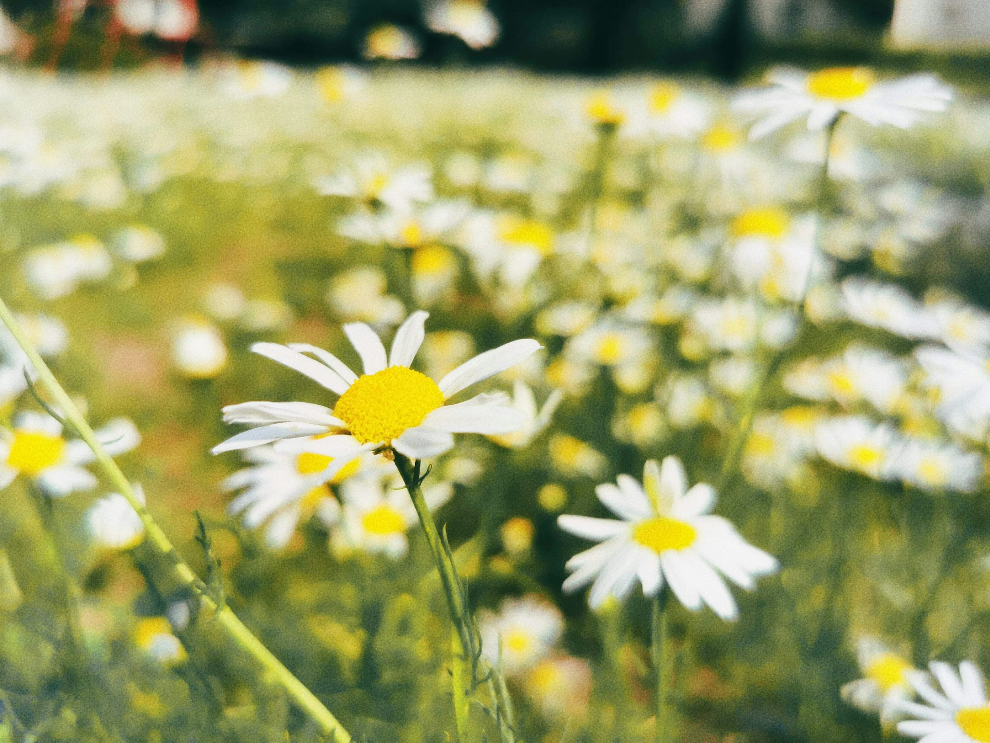 Lapangan dengan bunga daisy berpetal putih dan pusat kuning di padang hijau