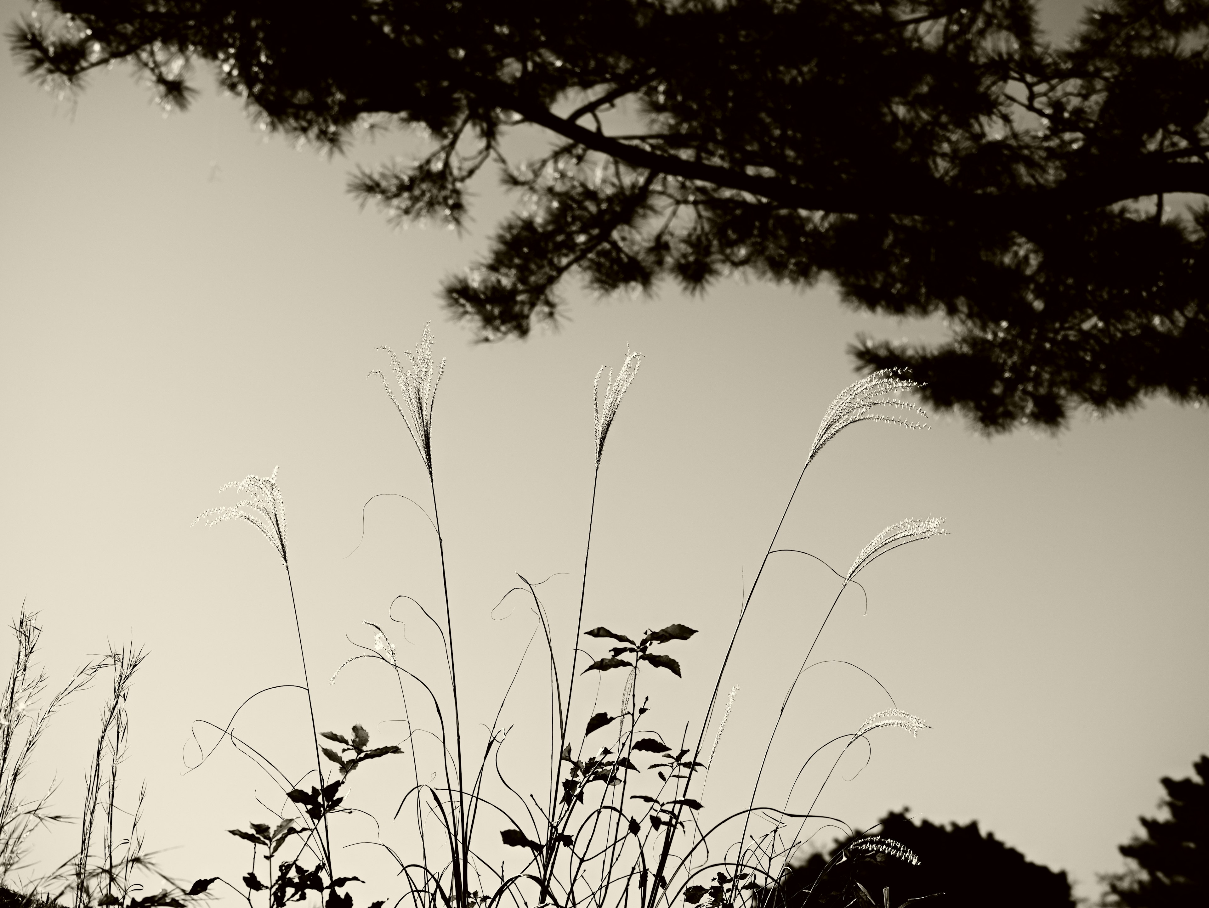 Silhouette of grass and trees against a light sky in black and white contrast