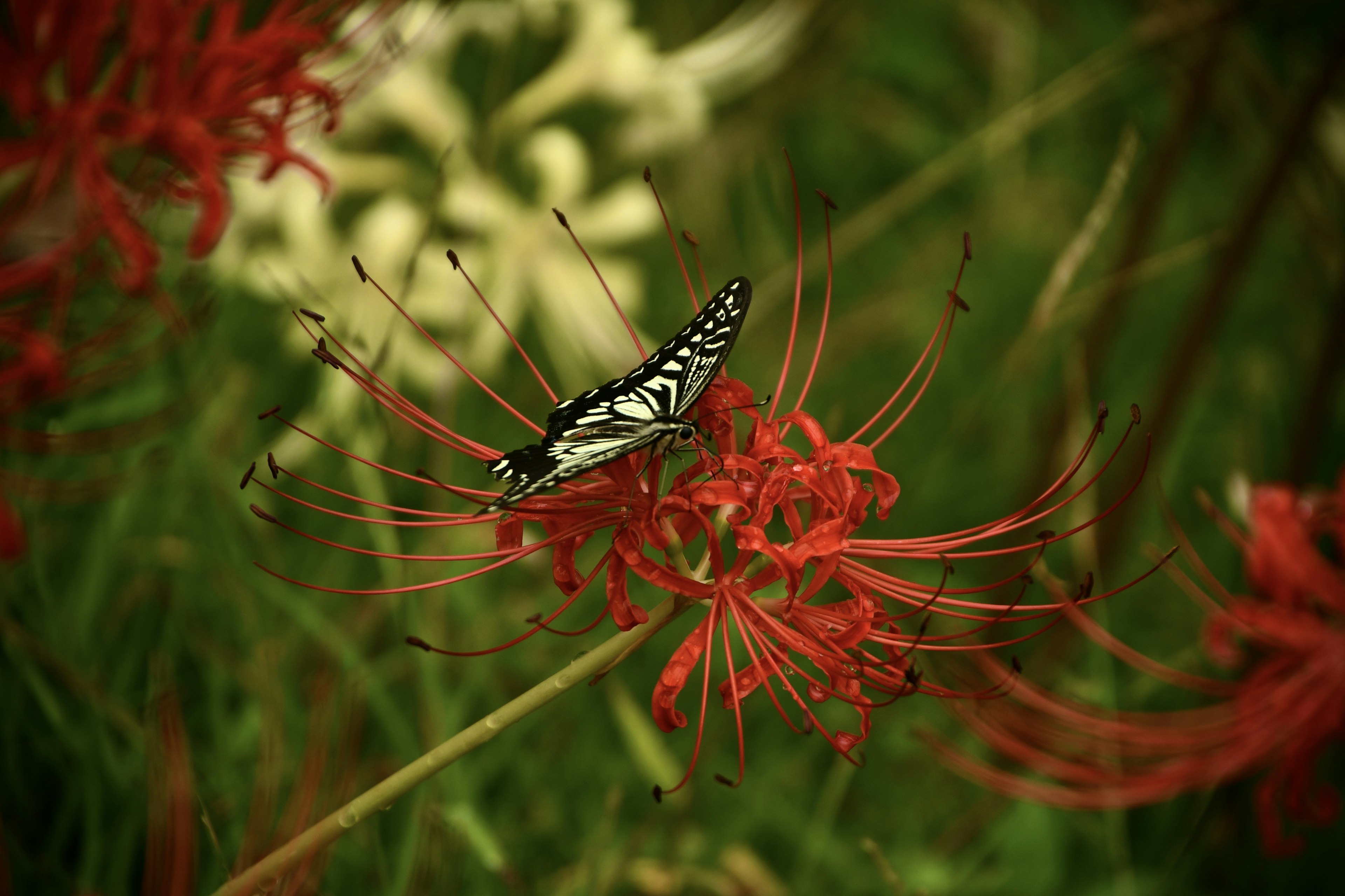 Schwarz-weißer Schmetterling auf roten Blumen vor grünem Hintergrund