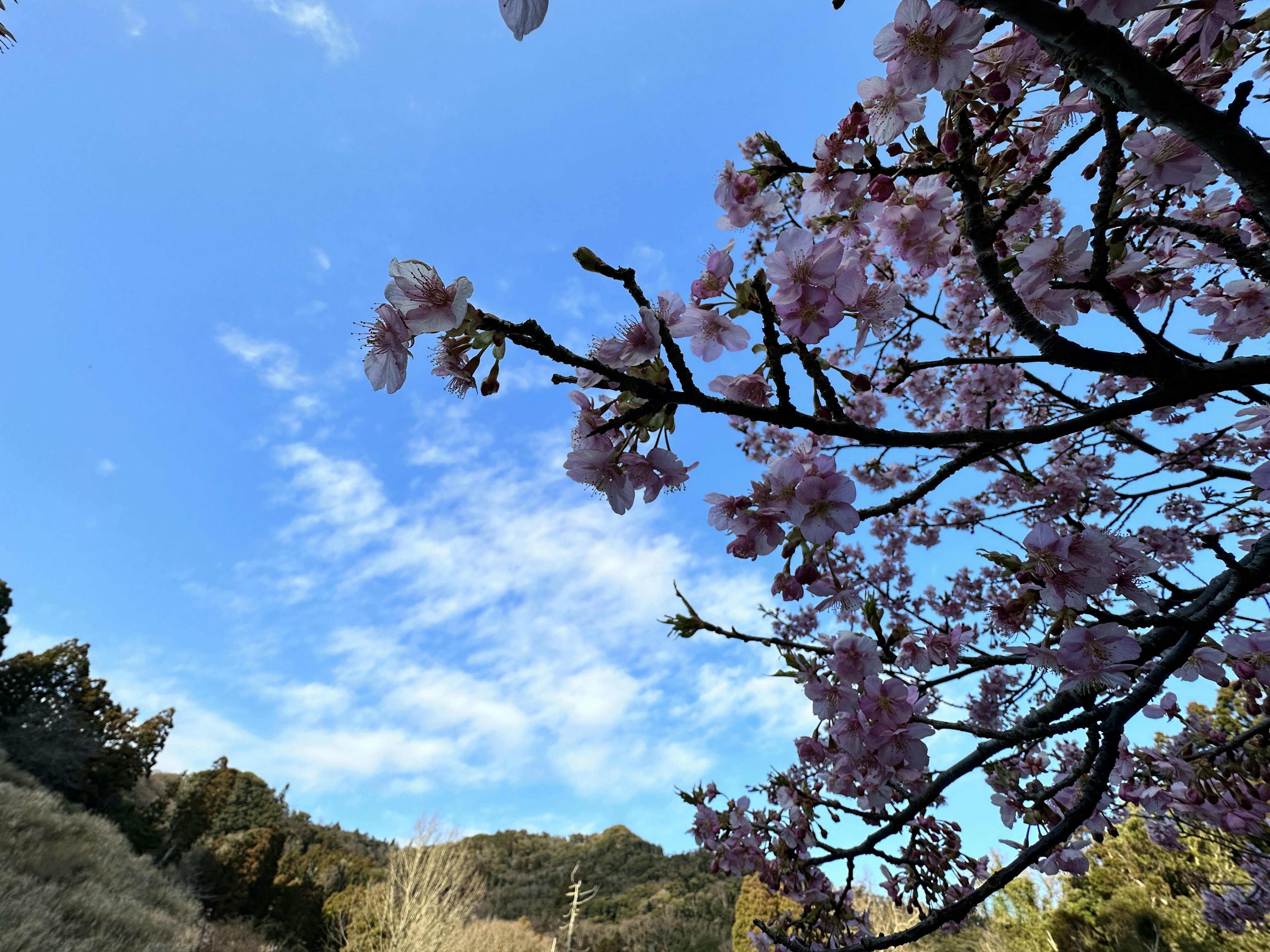 Une photo de branches de cerisier en fleurs contre un ciel bleu