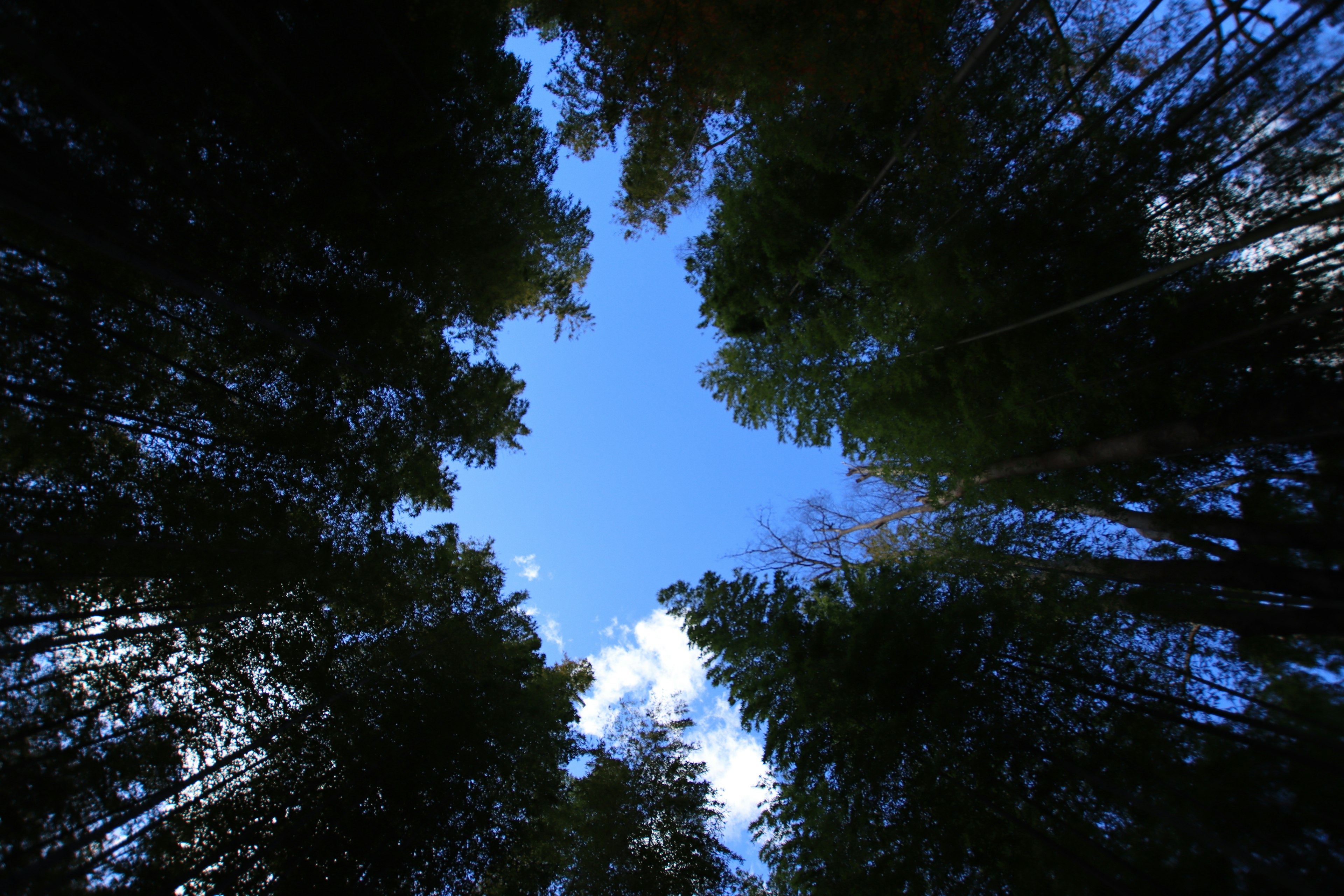 Vista del cielo blu incorniciato da alberi alti