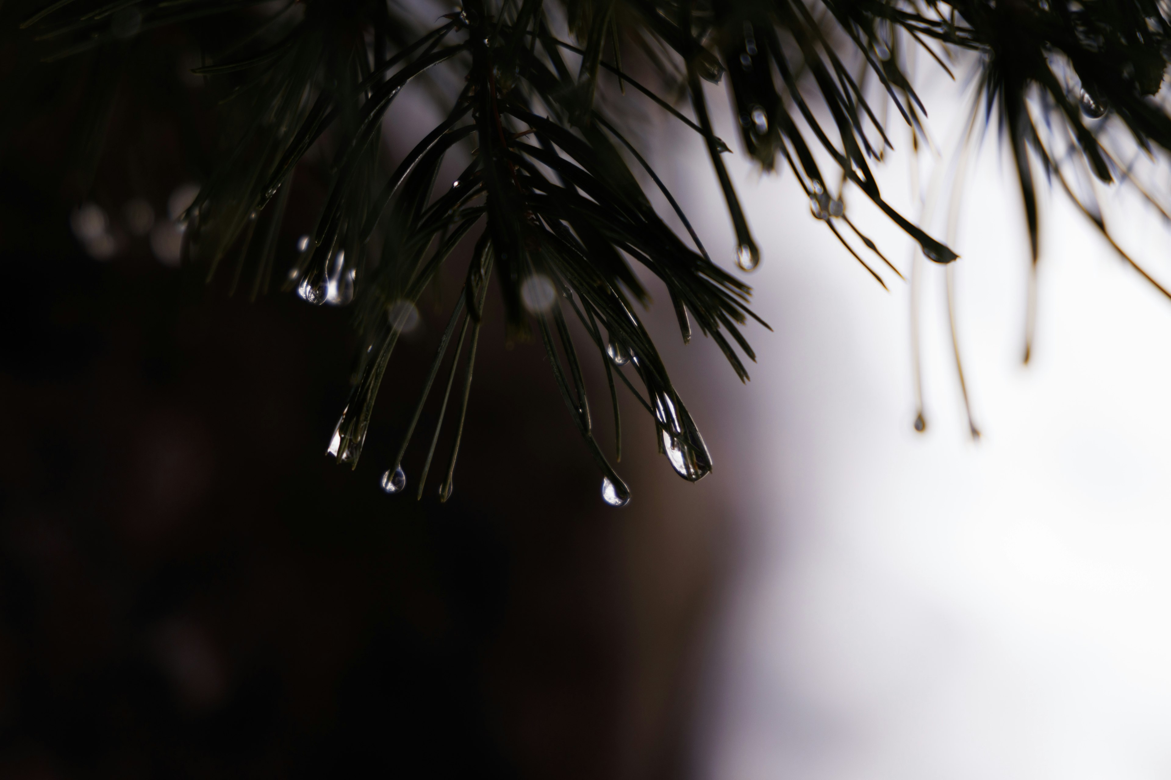 Pine needles with raindrops against a blurred background