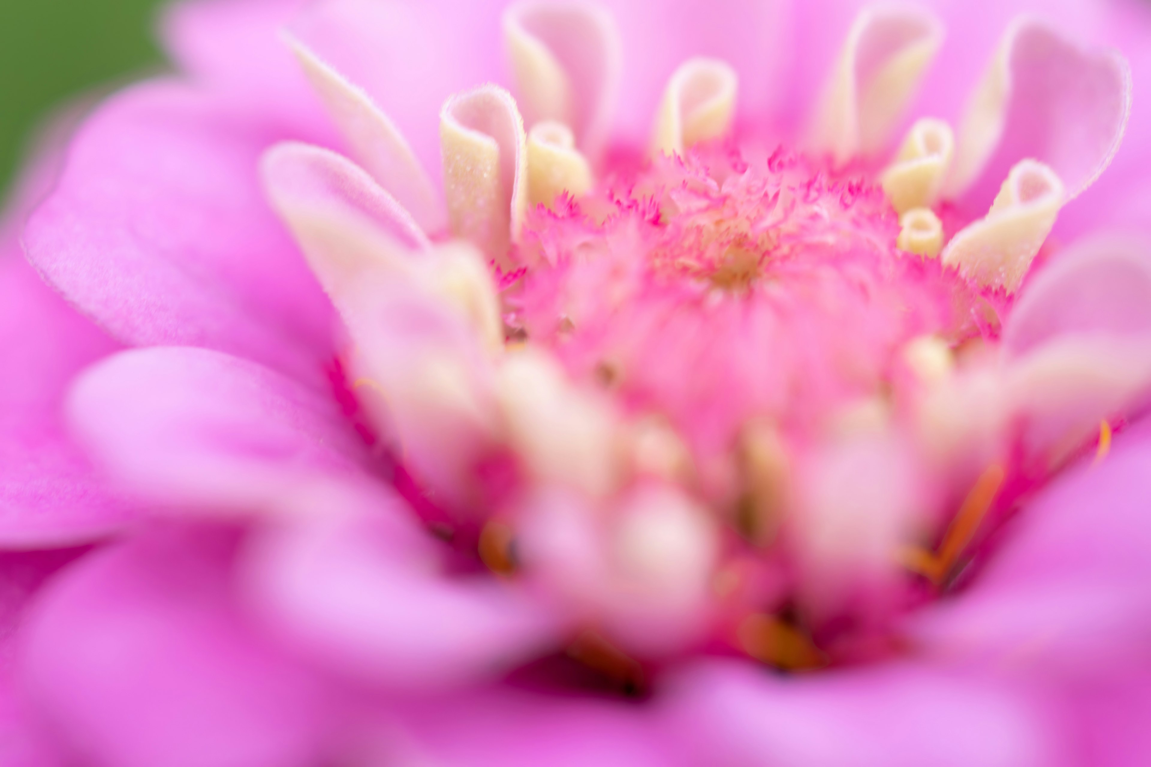 鮮やかなピンクの花のクローズアップ中心部の詳細