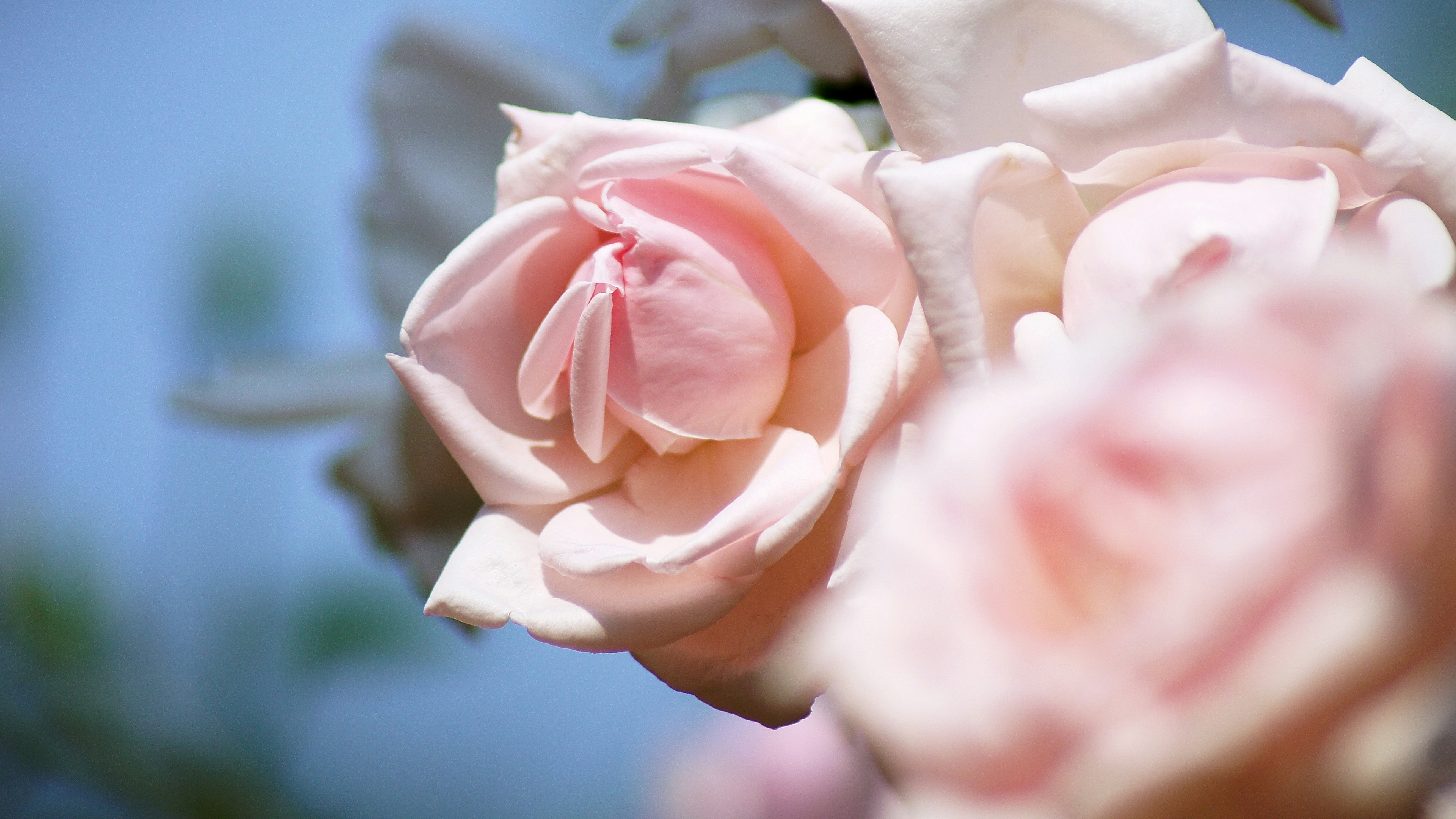 Soft pink roses blooming under a blue sky