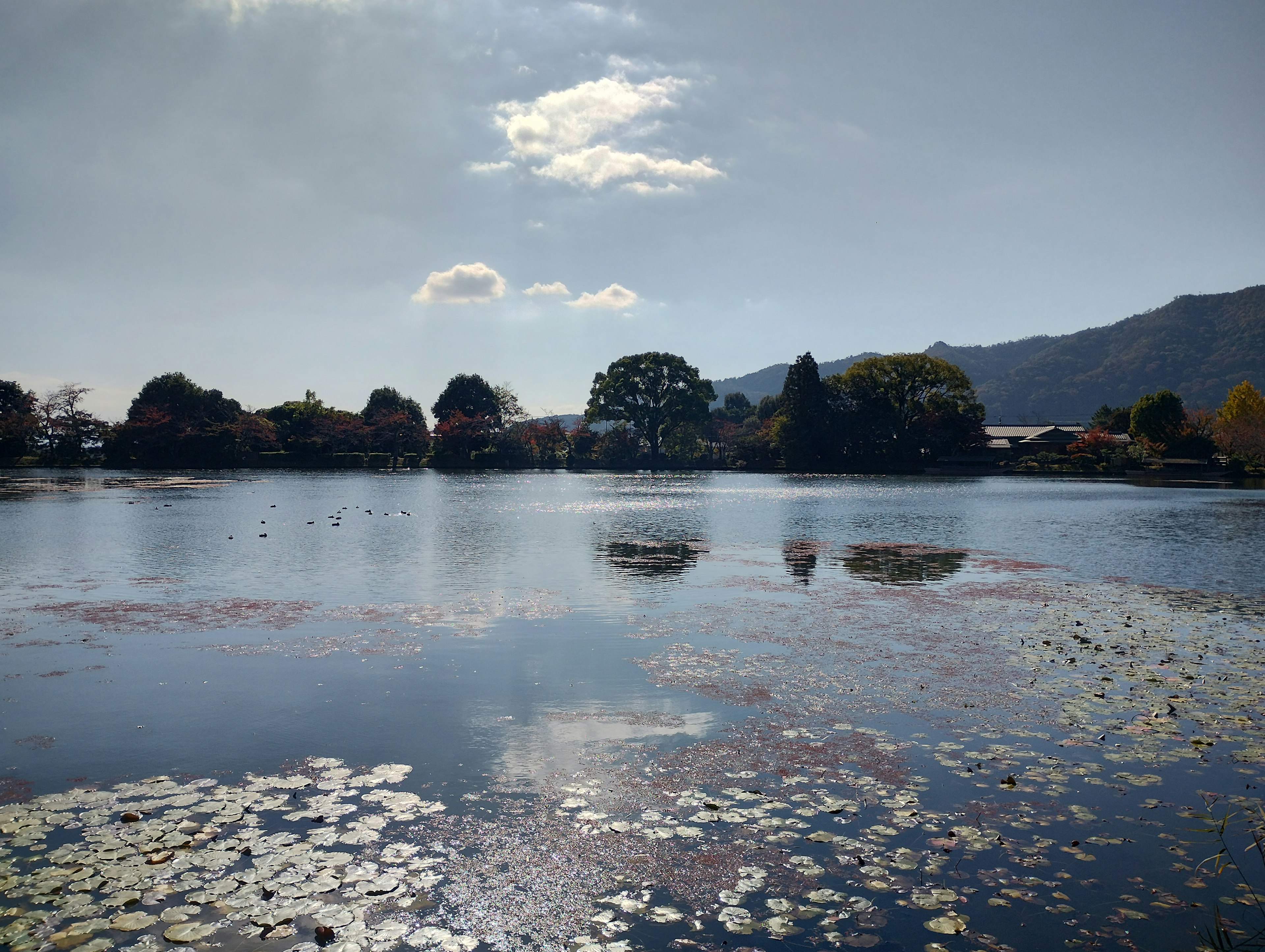 Serene lake with floating lily pads and distant trees