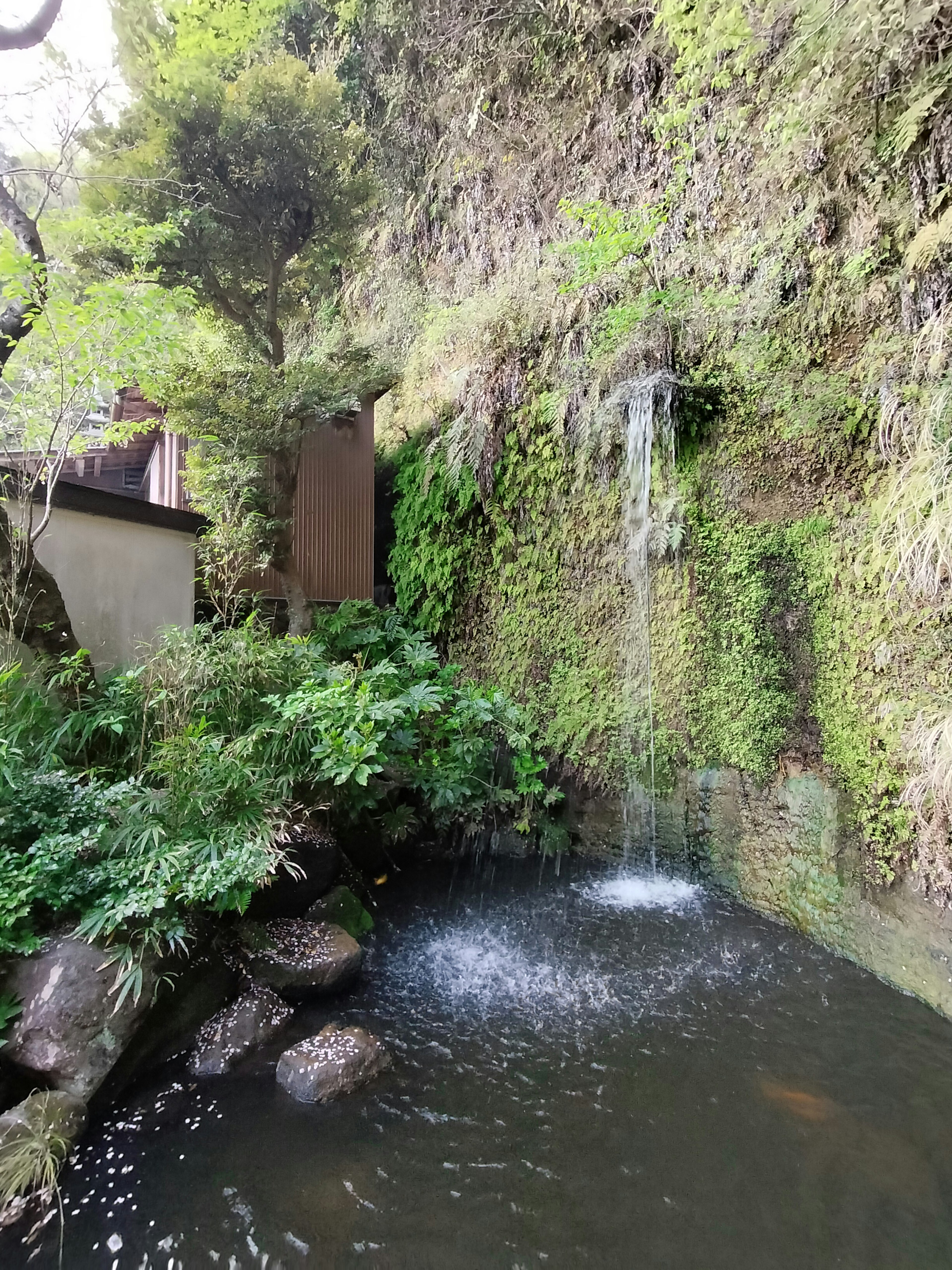 Naturlandschaft mit einem Wasserfall und einem Teich umgeben von Grün