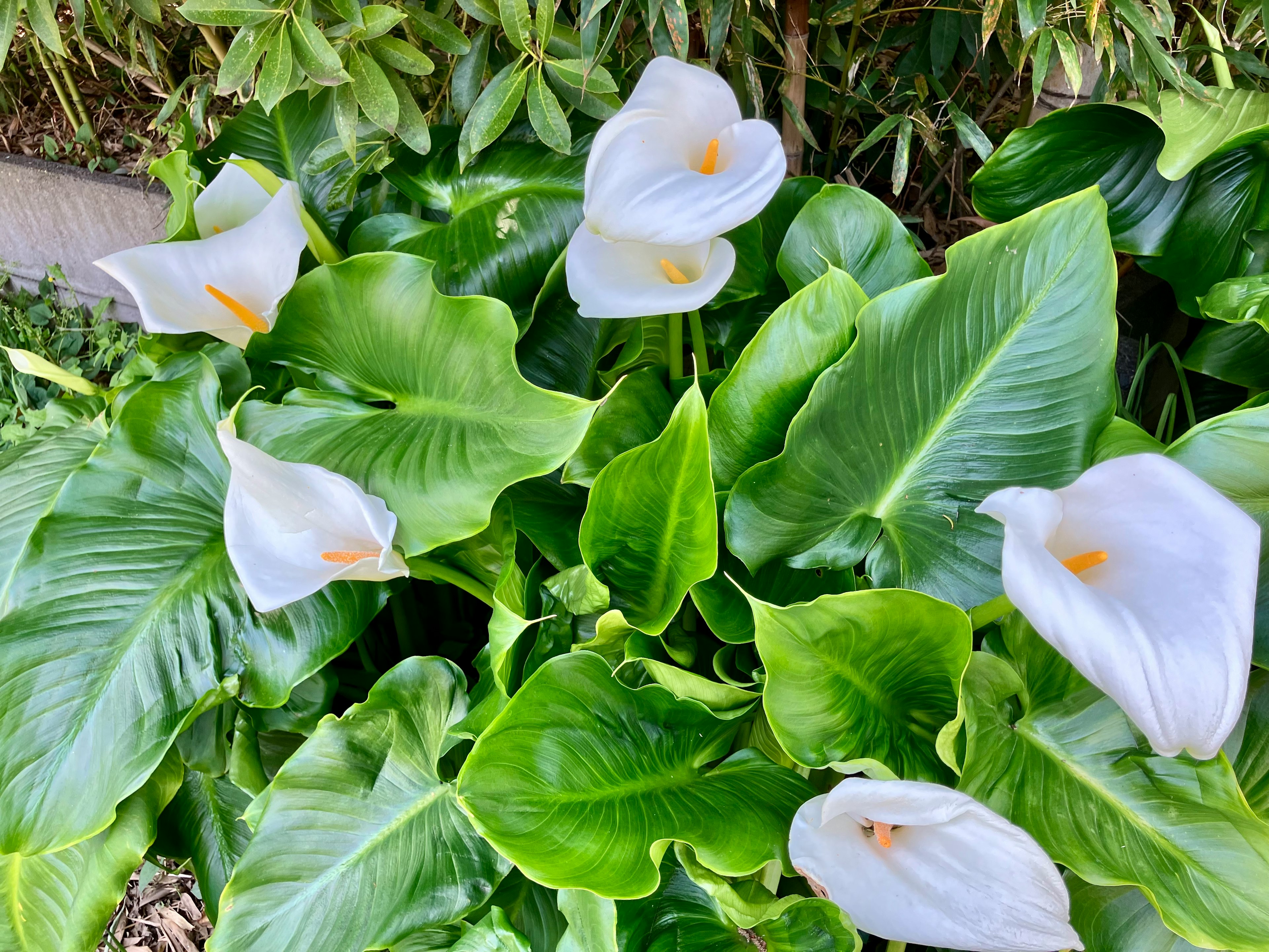 A lush garden scene featuring white calla lilies and vibrant green leaves