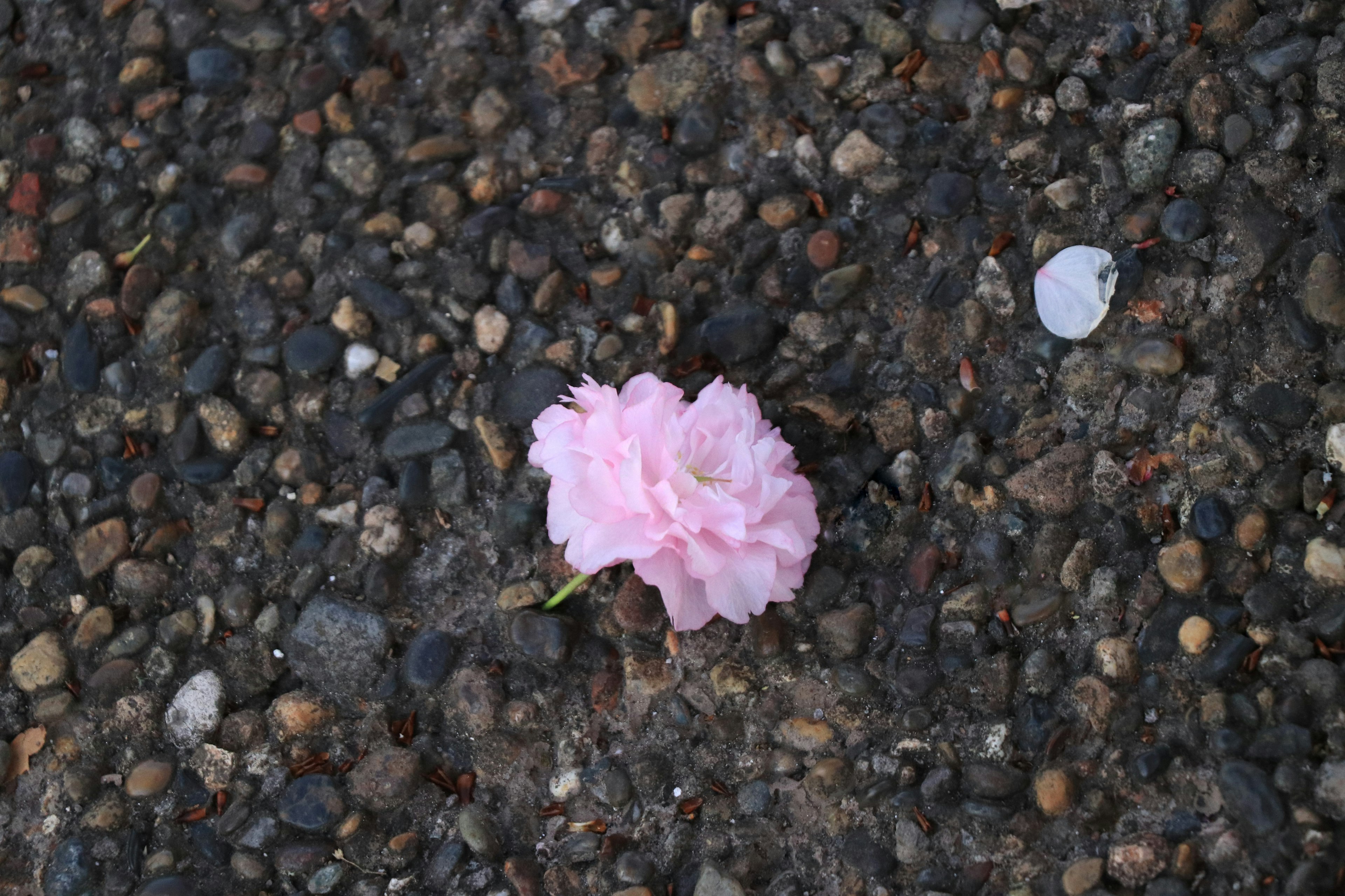 A light pink flower lying on a gravel surface