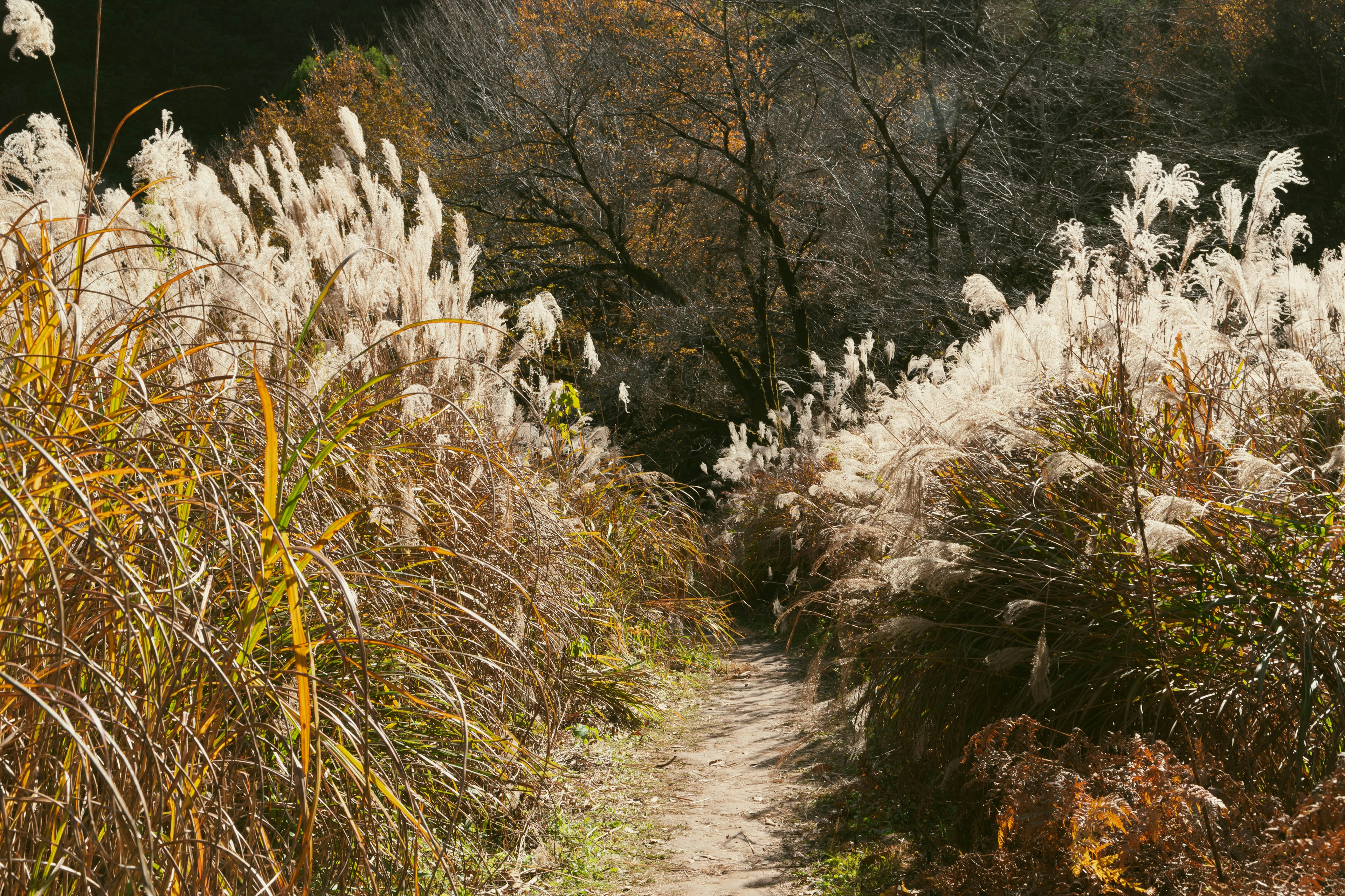 A serene pathway lined with white grasses in an autumn landscape