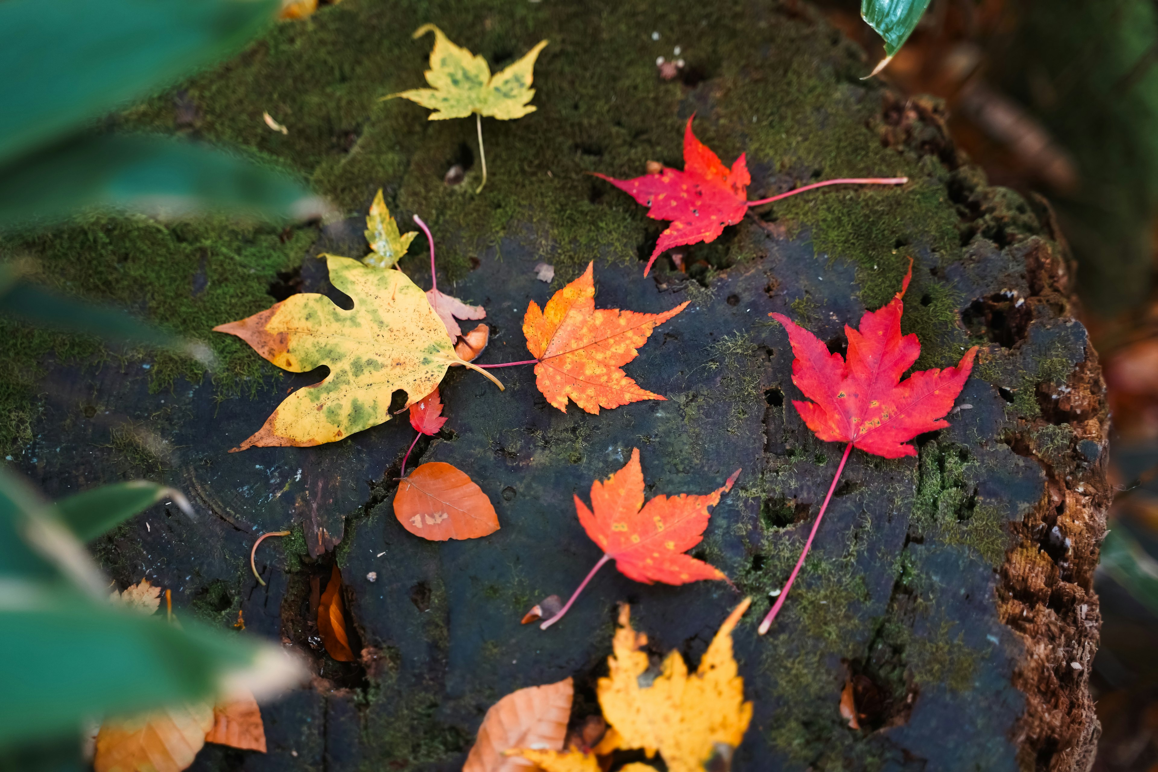 Vibrant red and yellow leaves scattered on a dark stone surface